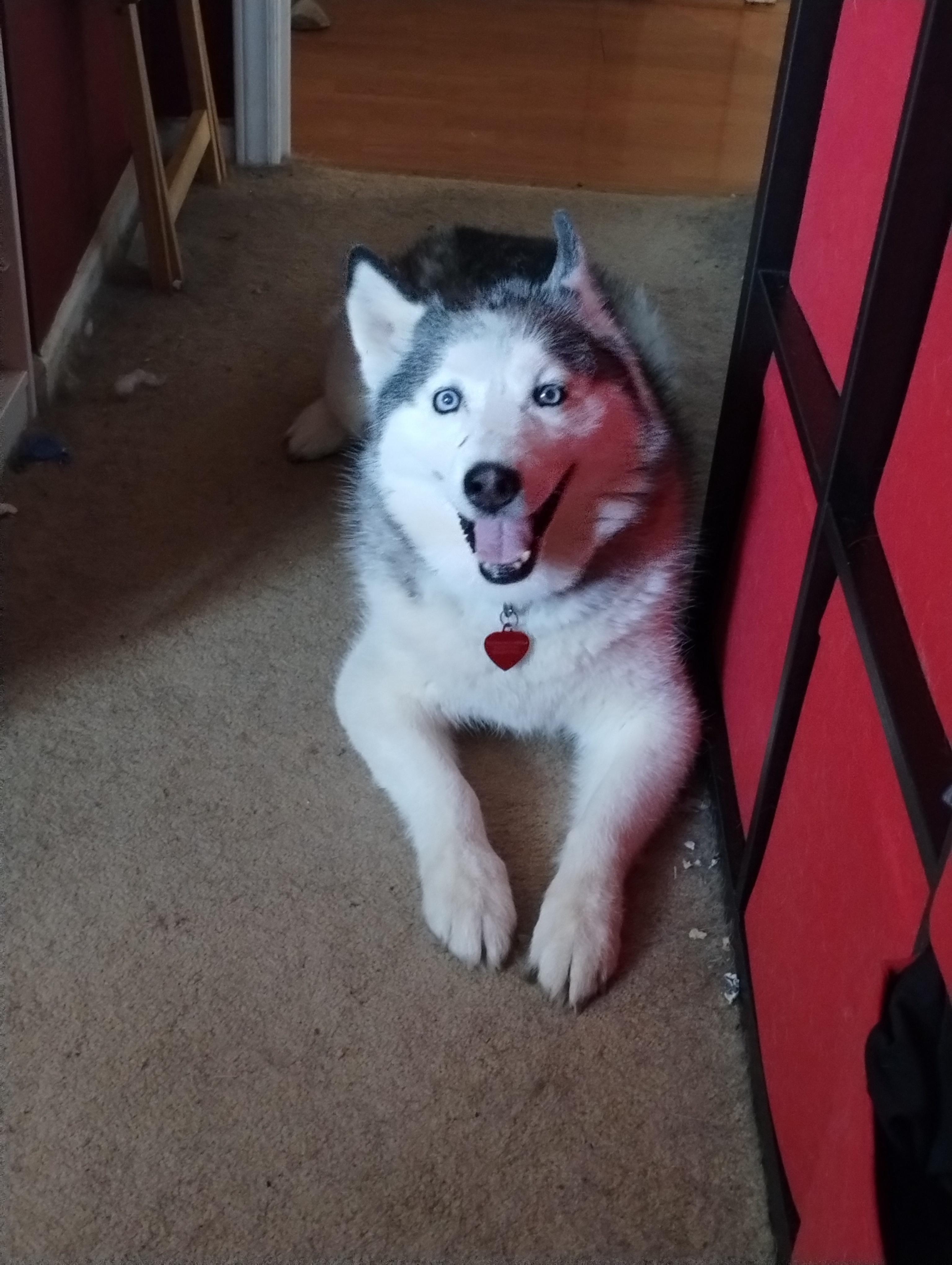 In Loving Memory of the Bestest Girl