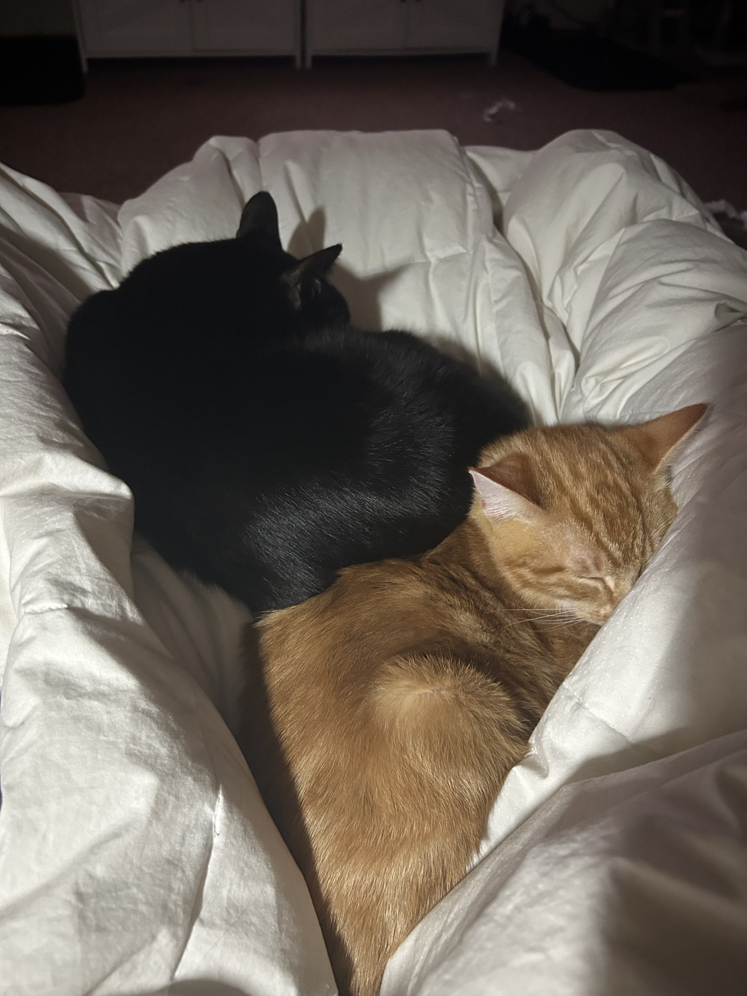 Adorable Binx Cuteness Overload