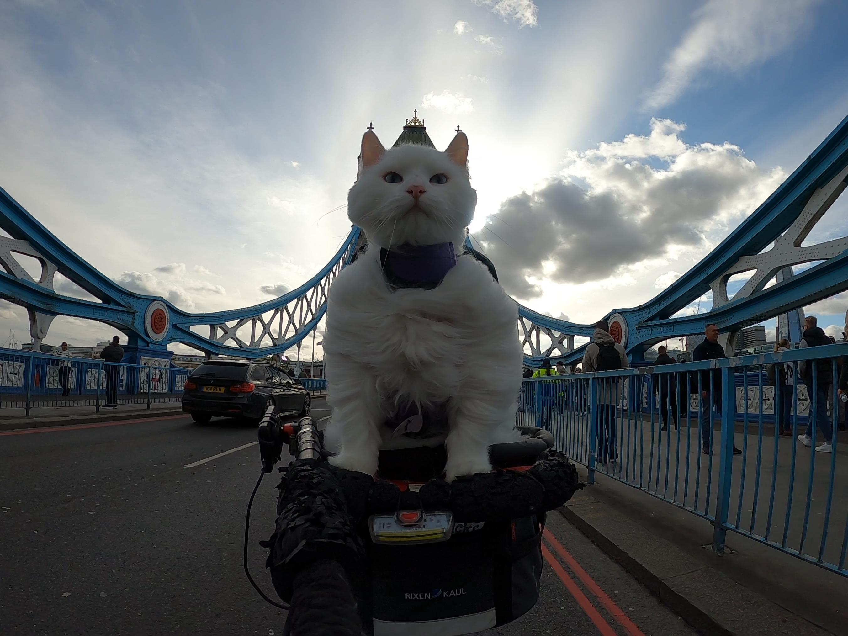 Unexpected Symmetry at Tower Bridge