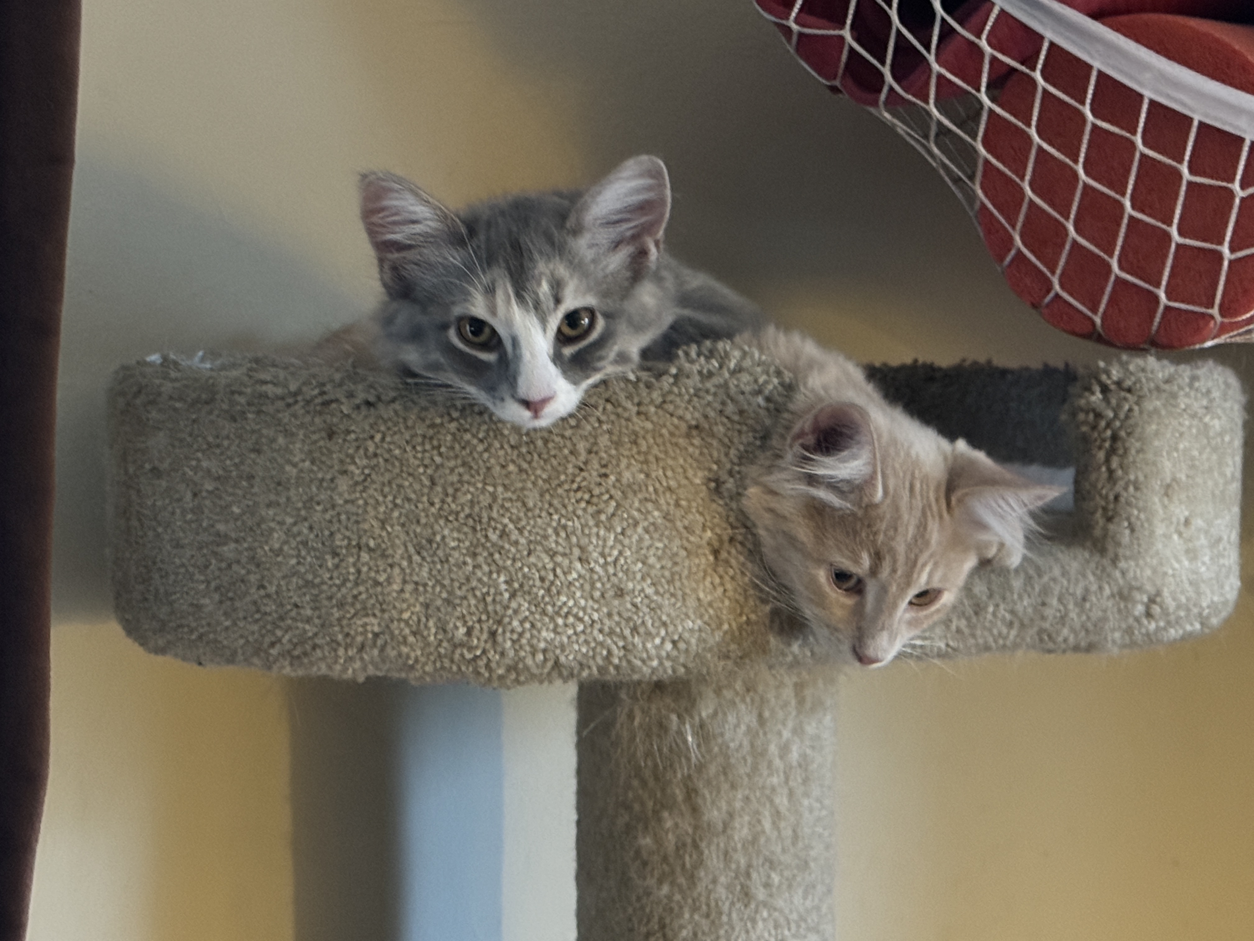 Meet the newest members of the family!