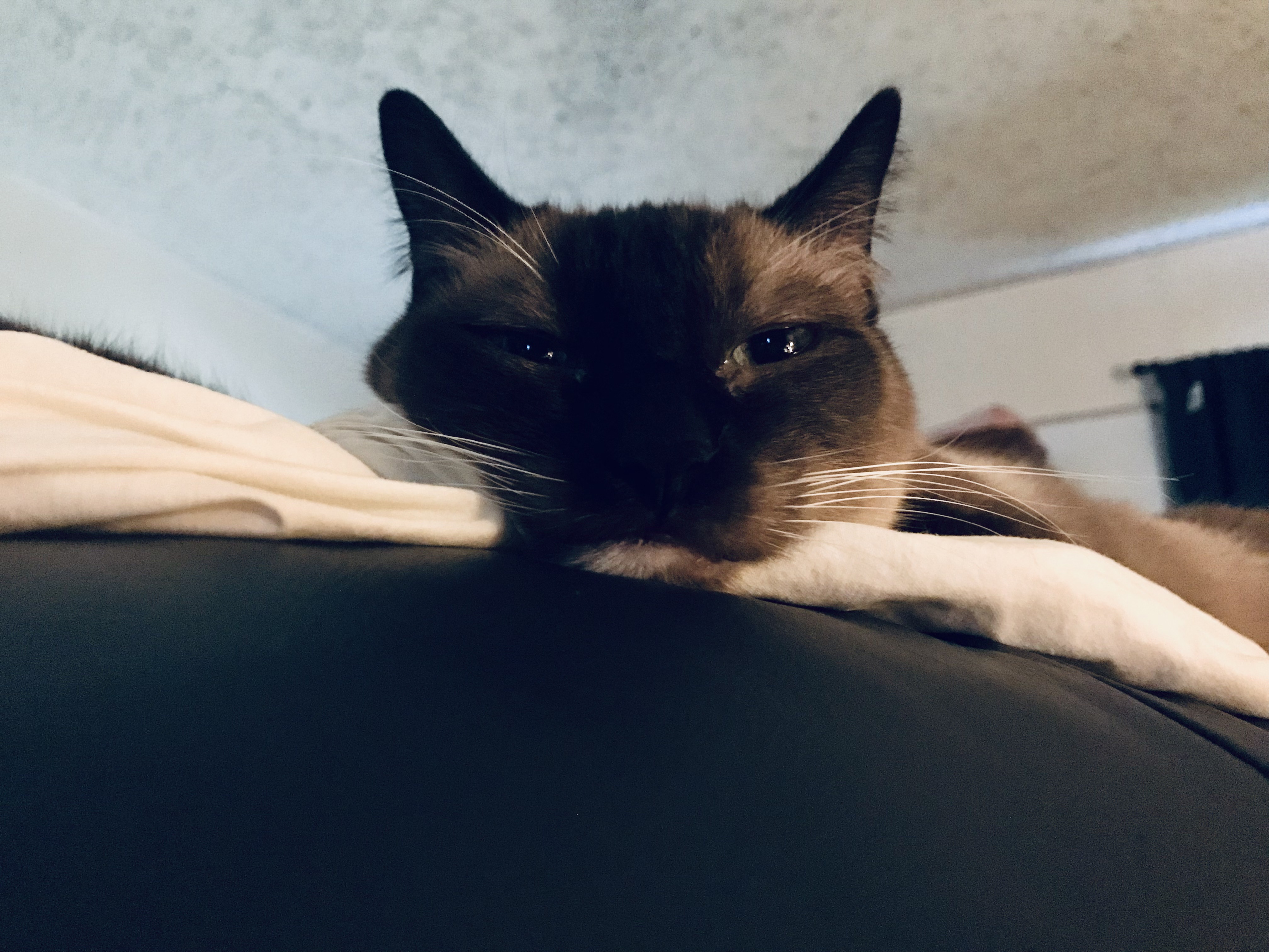 Farewell, My Big Furry Friend