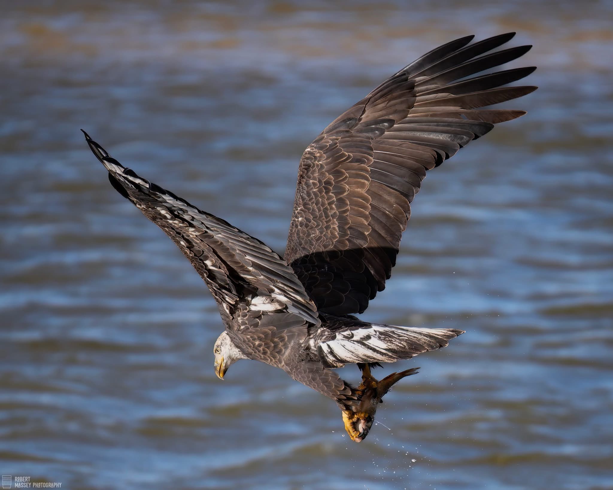 Majestic Eagle in Flight