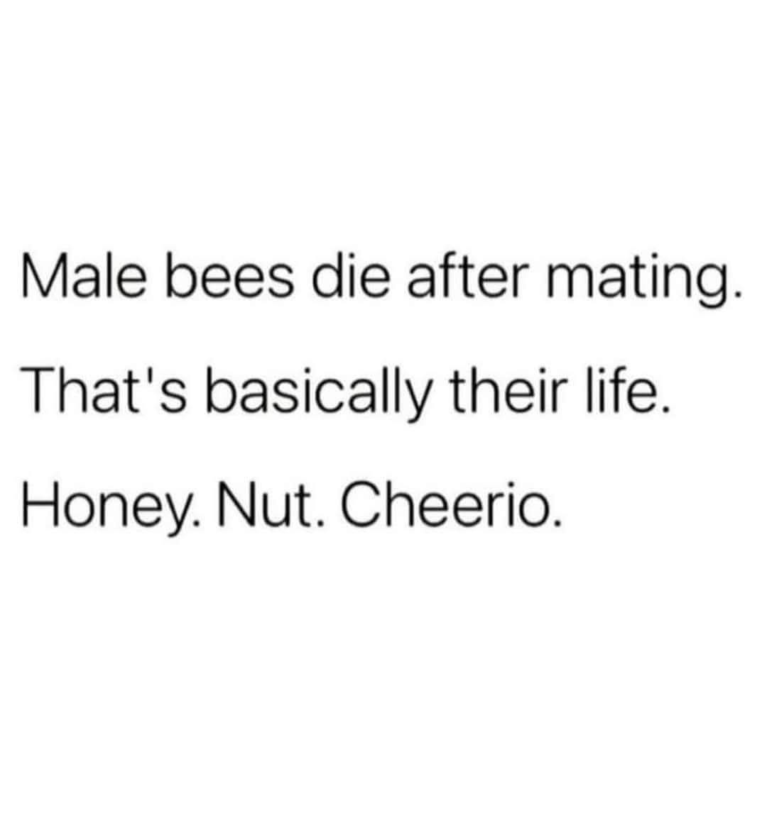 Poor male bee: The unsung hero of the hive