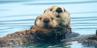 It's officially Sea Otter Awareness Week!