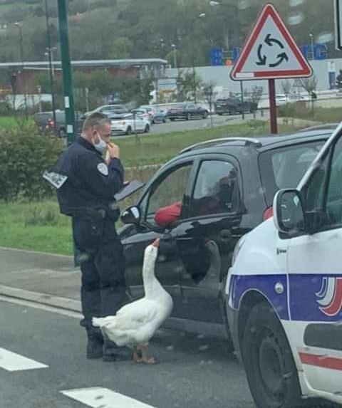 The Goose Police are on patrol!