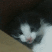 The Heartbreaking Expression of a Sad Kitty