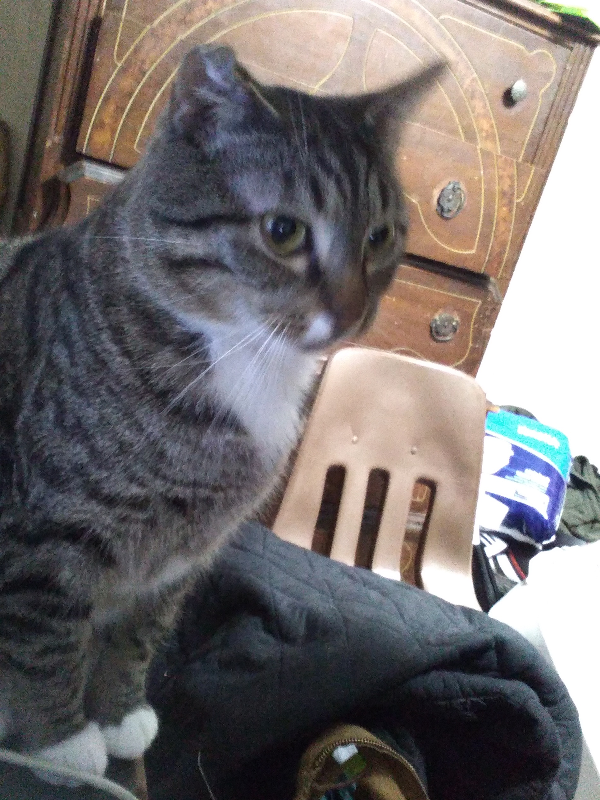 Meet Pepper, Tom's Adorable Feline Companion