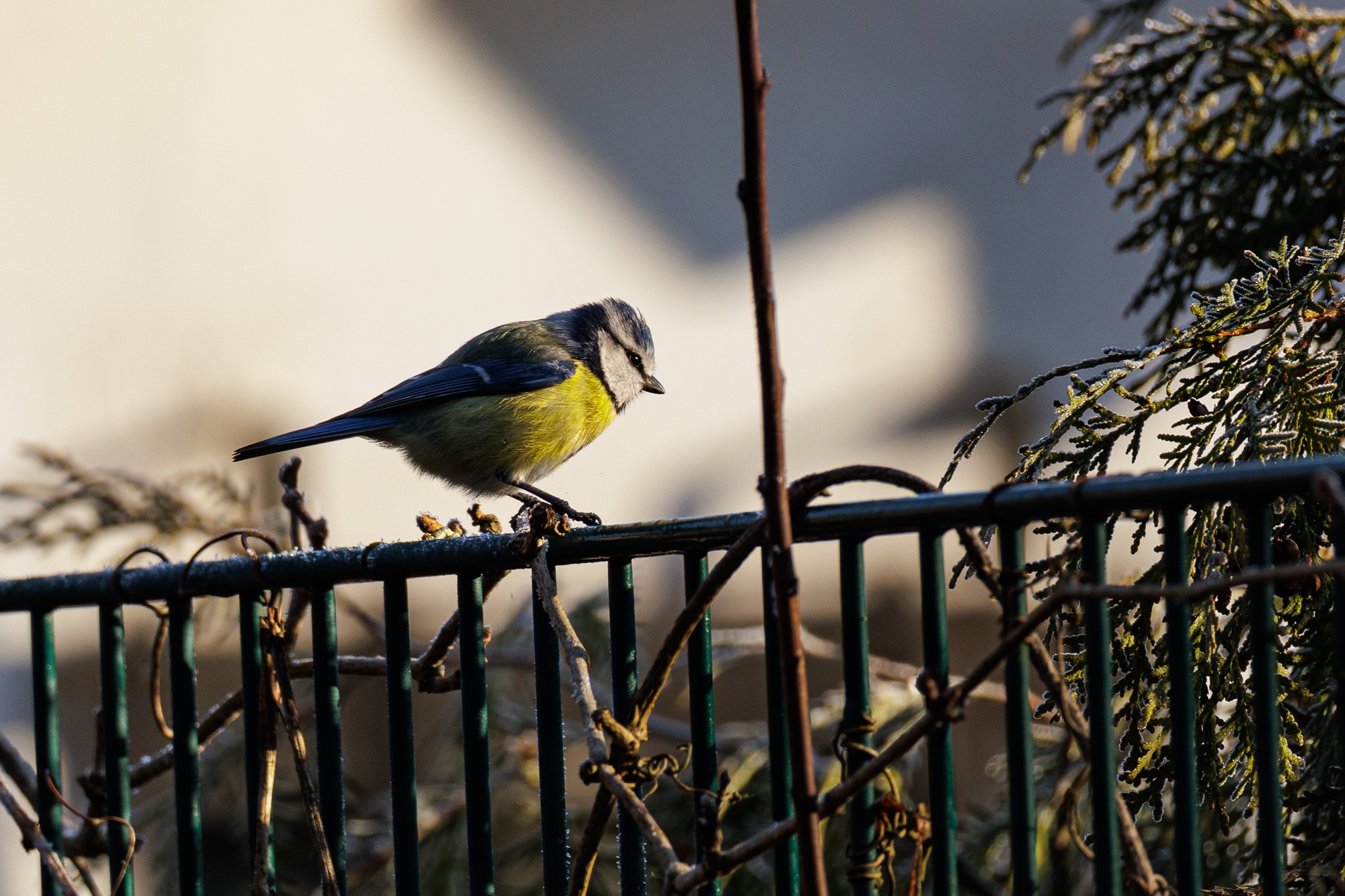 Nature Moment #72: A Curious Blue Encounter