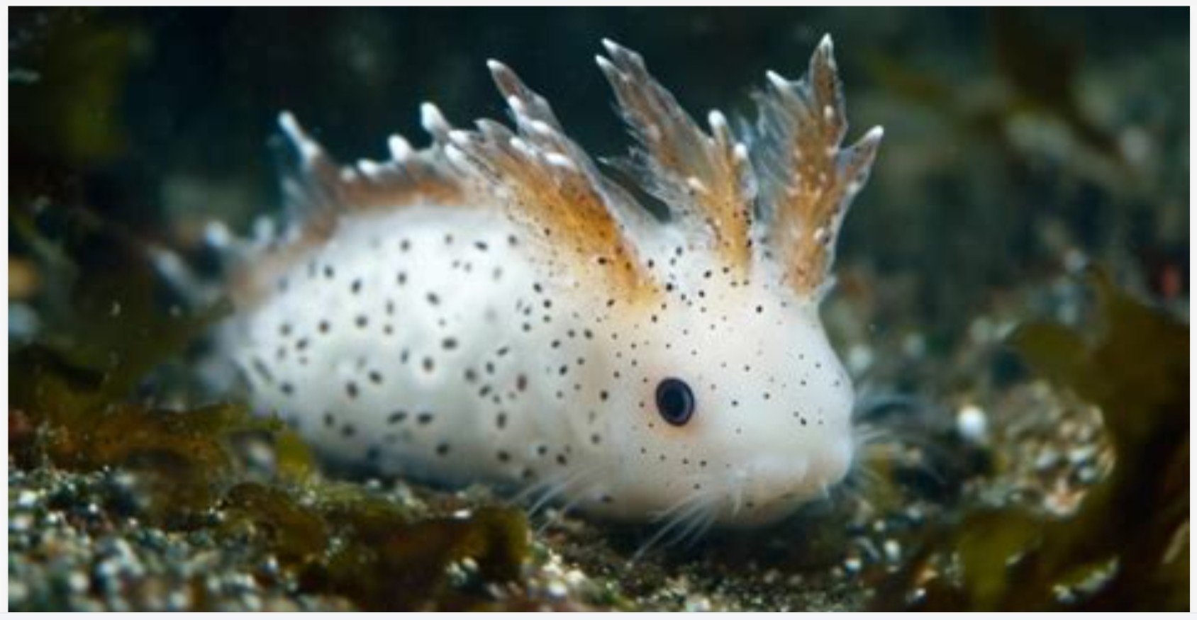 Meet the Adorable Sea Bunny: Can You Spot It?