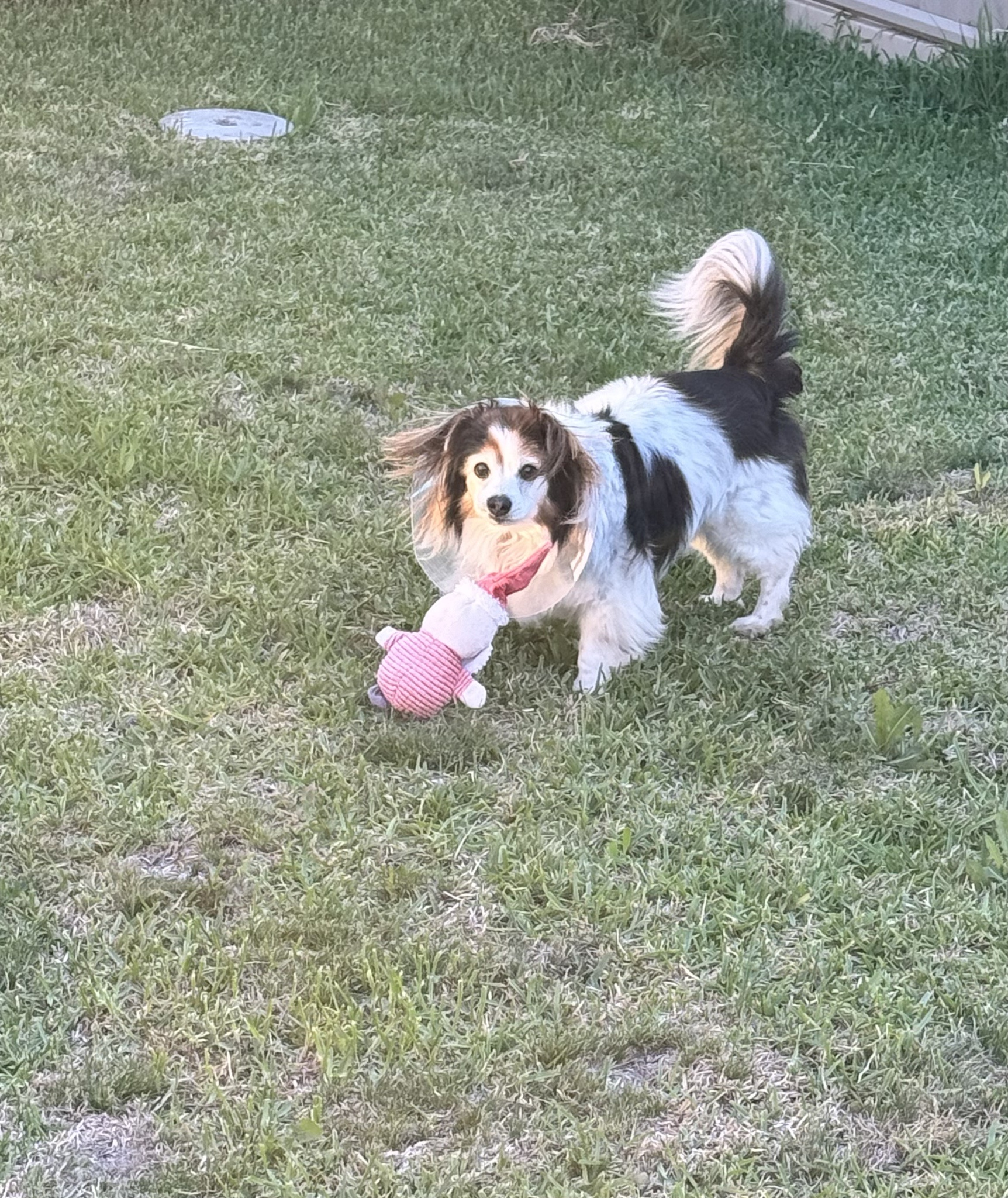 A daily dose of my adorable dog Panko