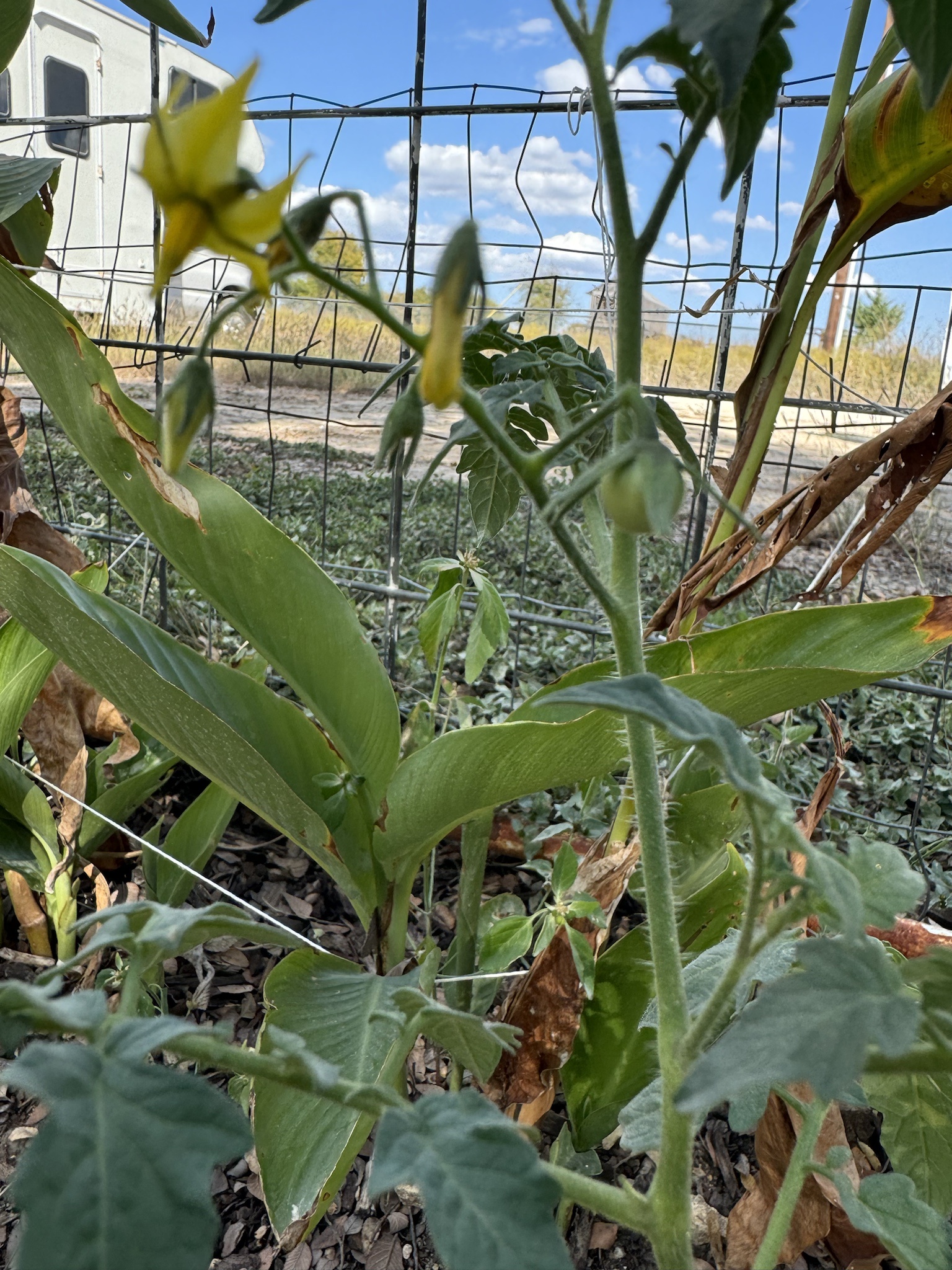 Meet the Tiny Tomato Growing on My Volunteer Plant
