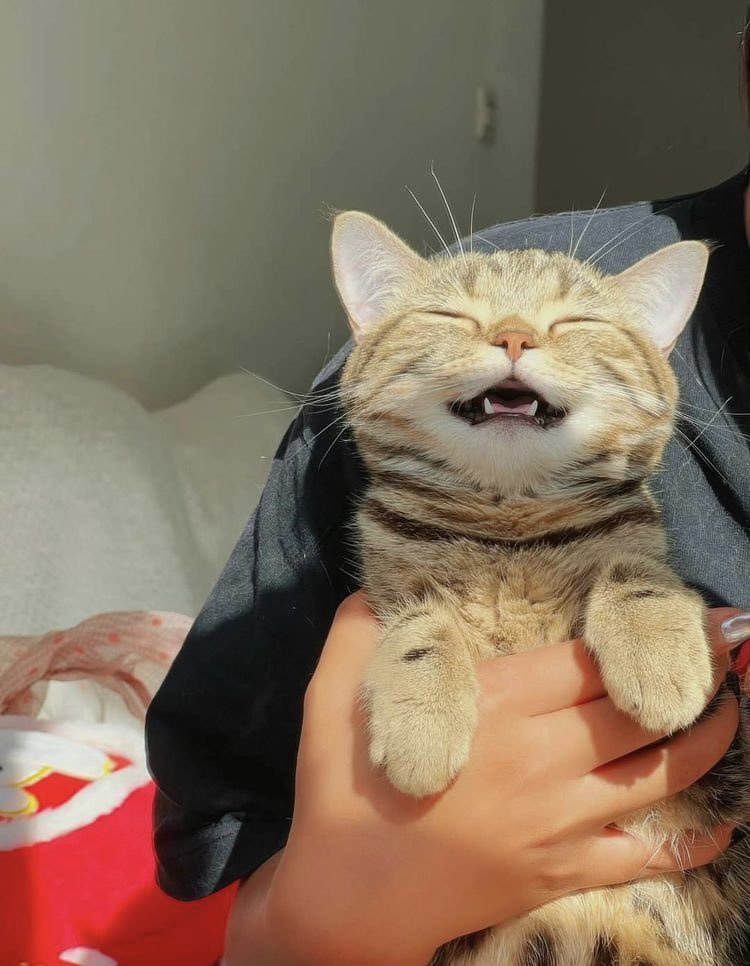 The Joyful Vibes of a Happy Cat!