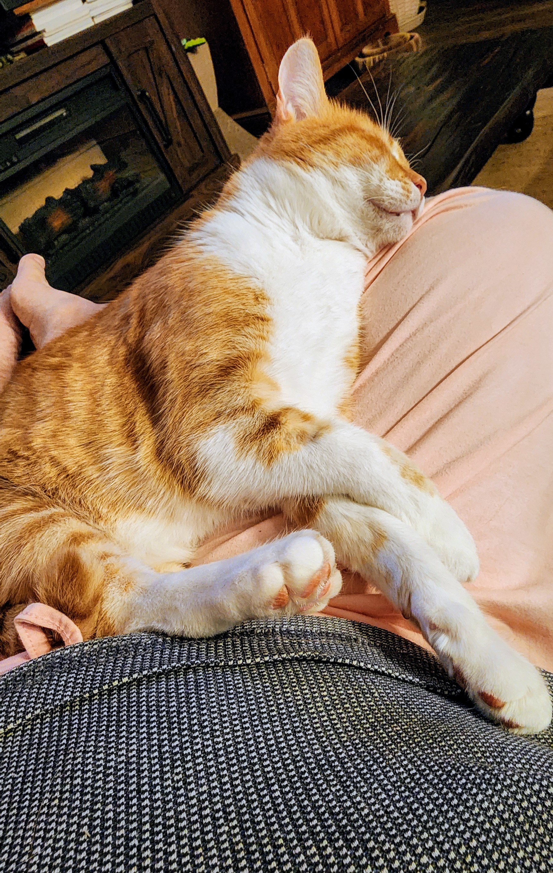 A Belated Caturday Delight