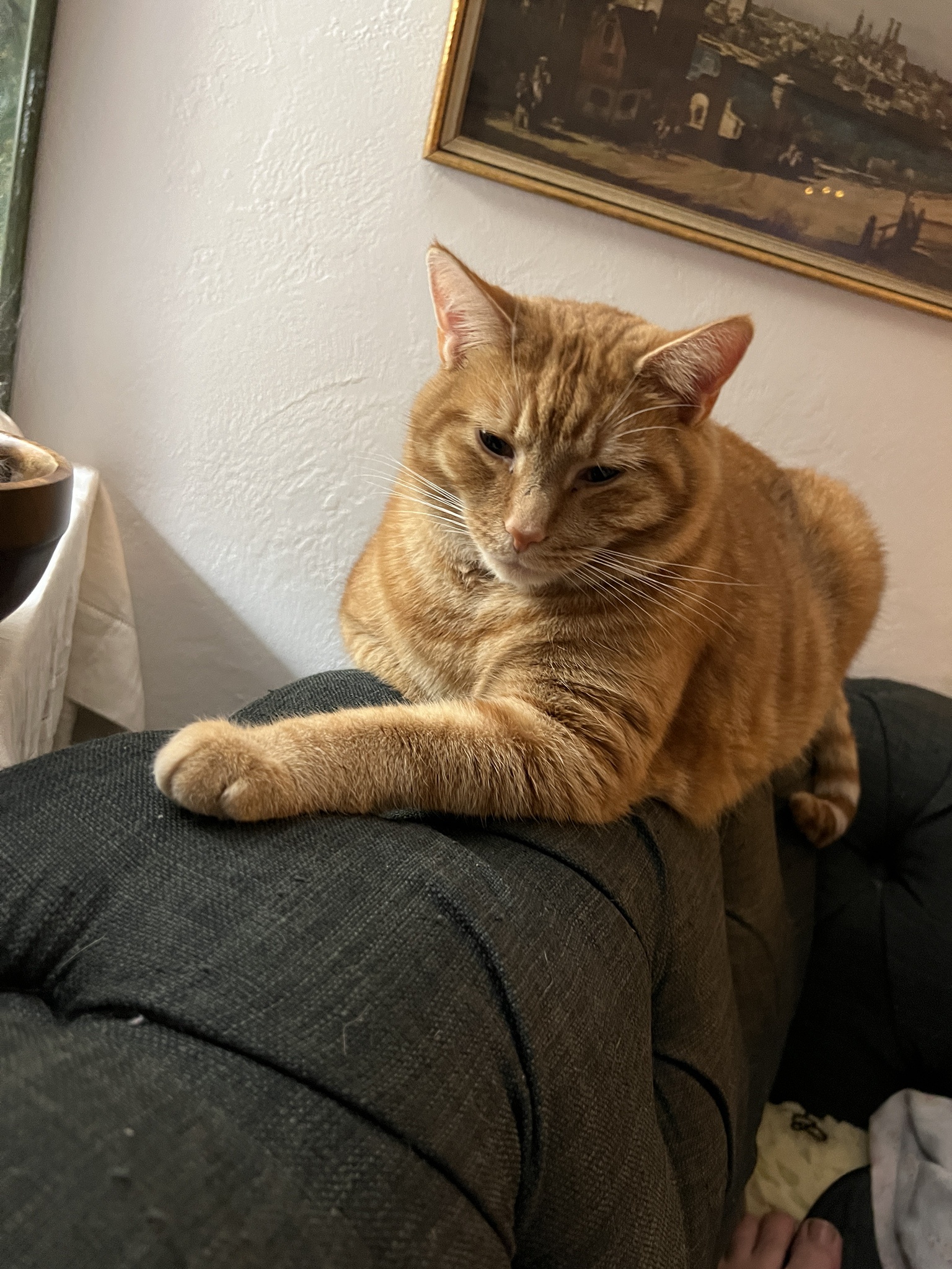 A Daily Dose of Cat Cuteness to Brighten Your Day