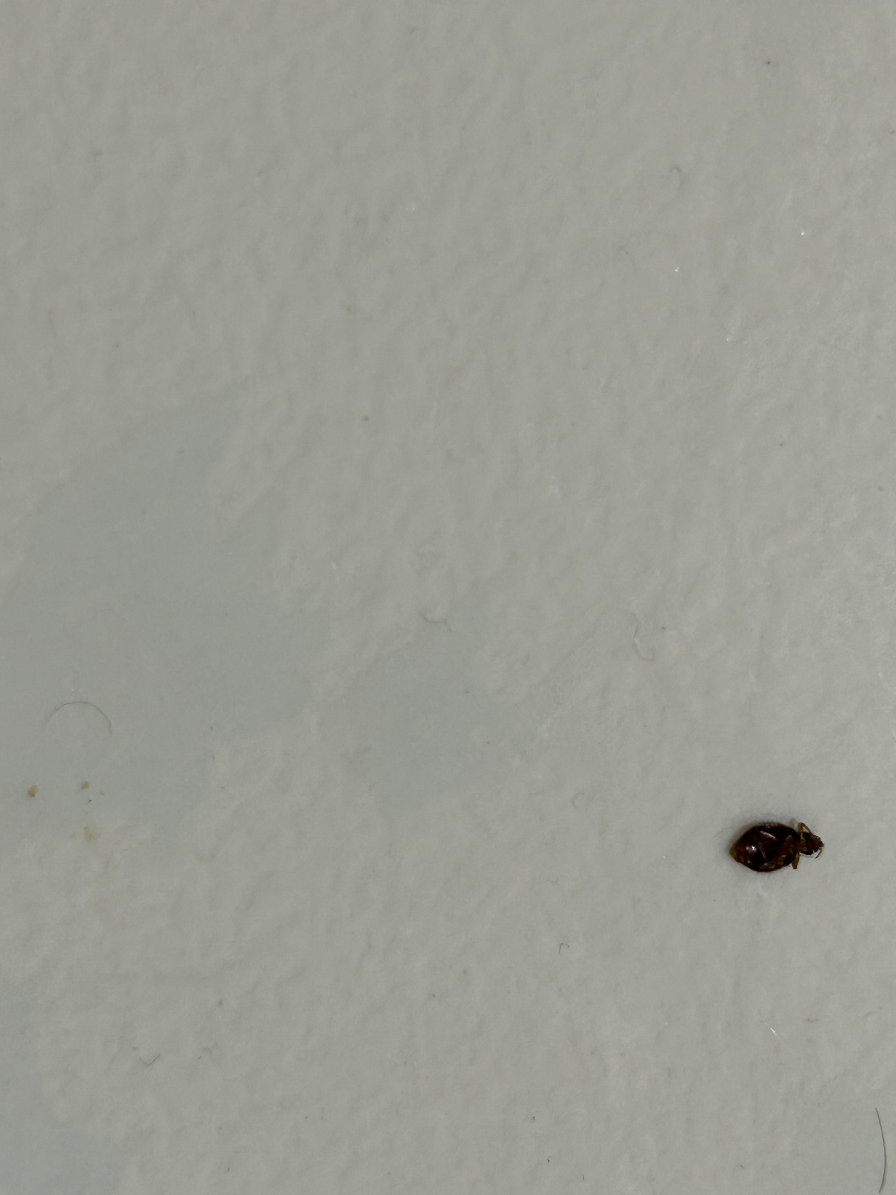 Could this be a bedbug lurking around?