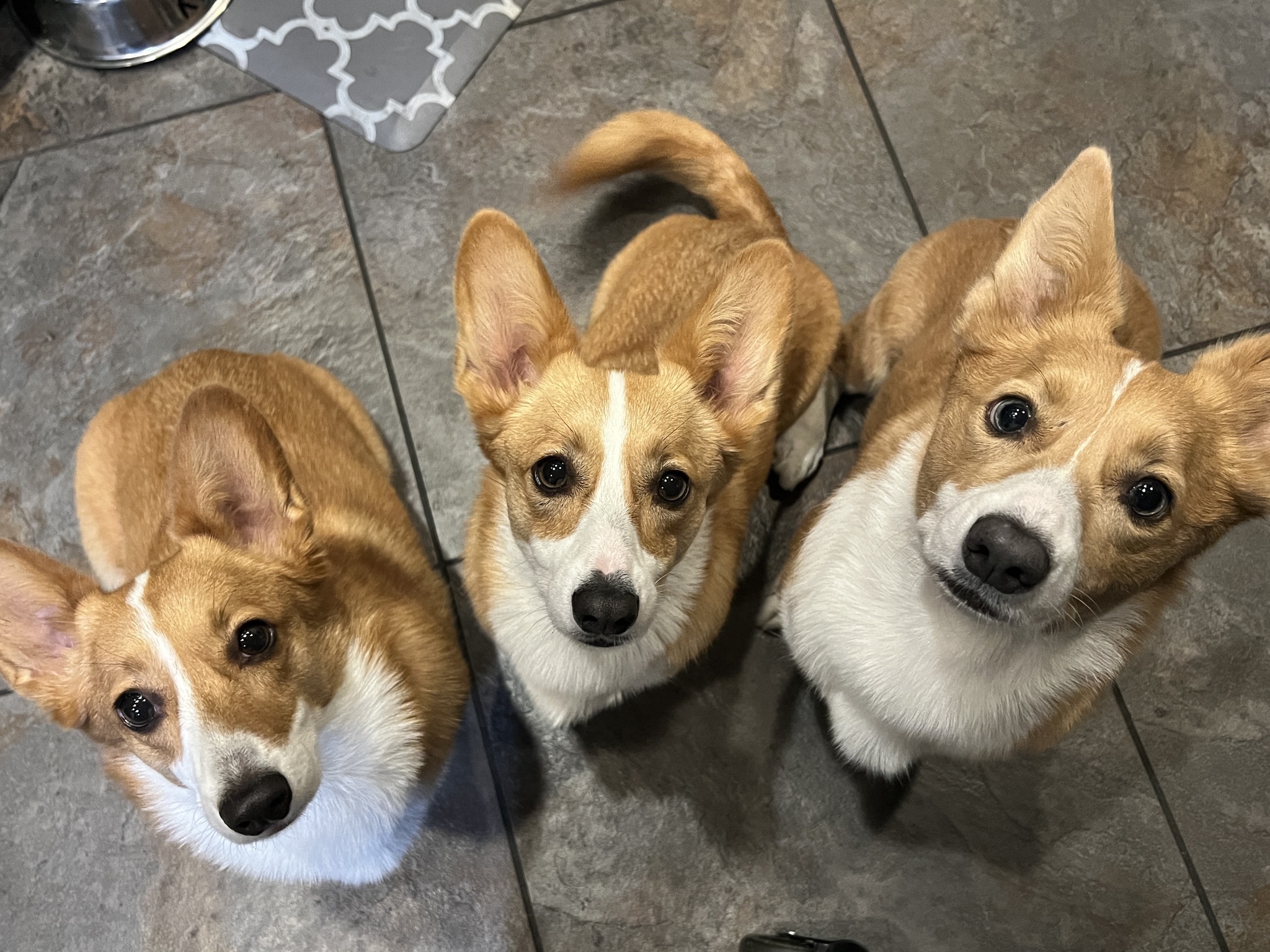 Here are some adorable pups to brighten your day!