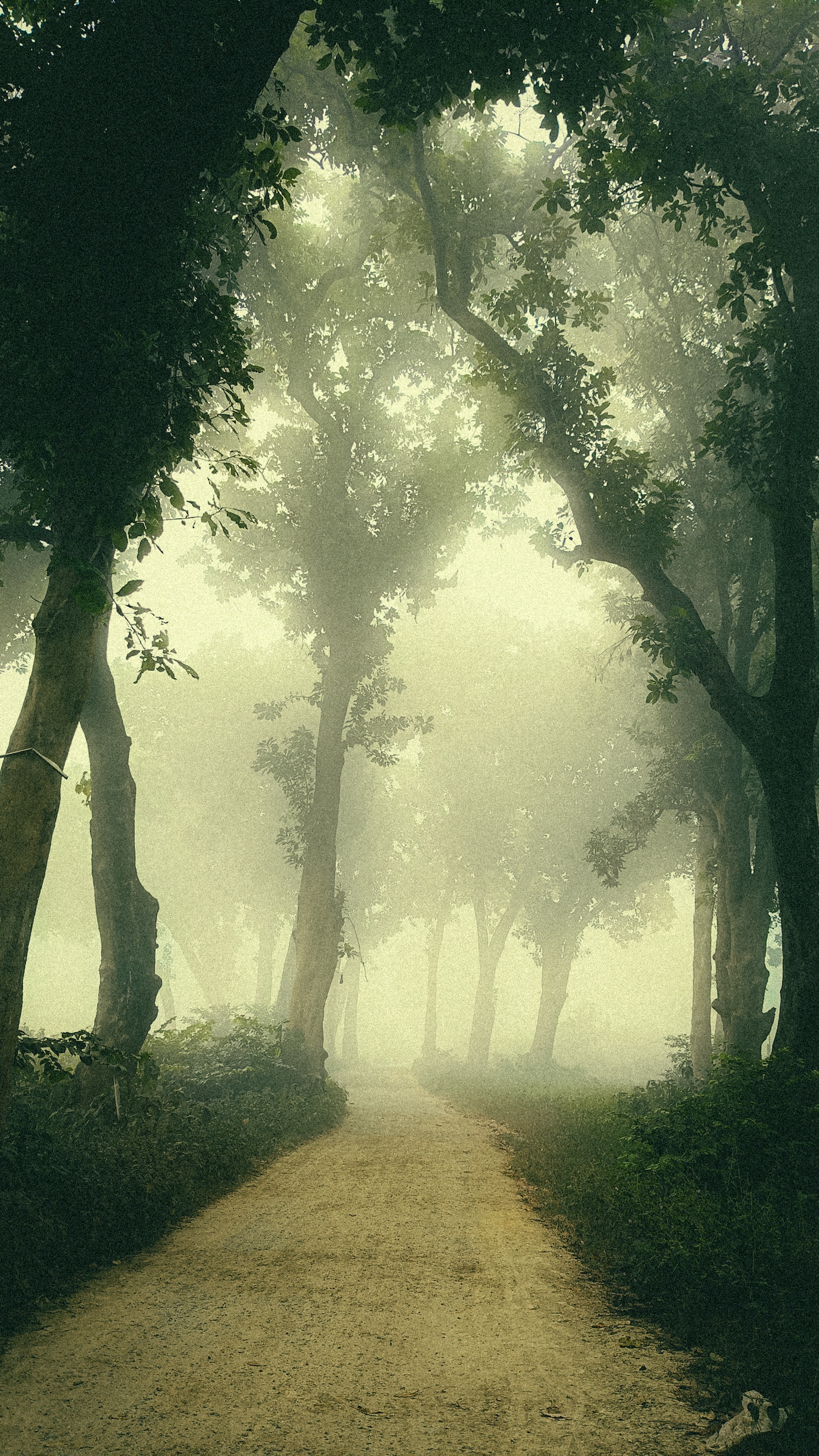 Lost in the Fog