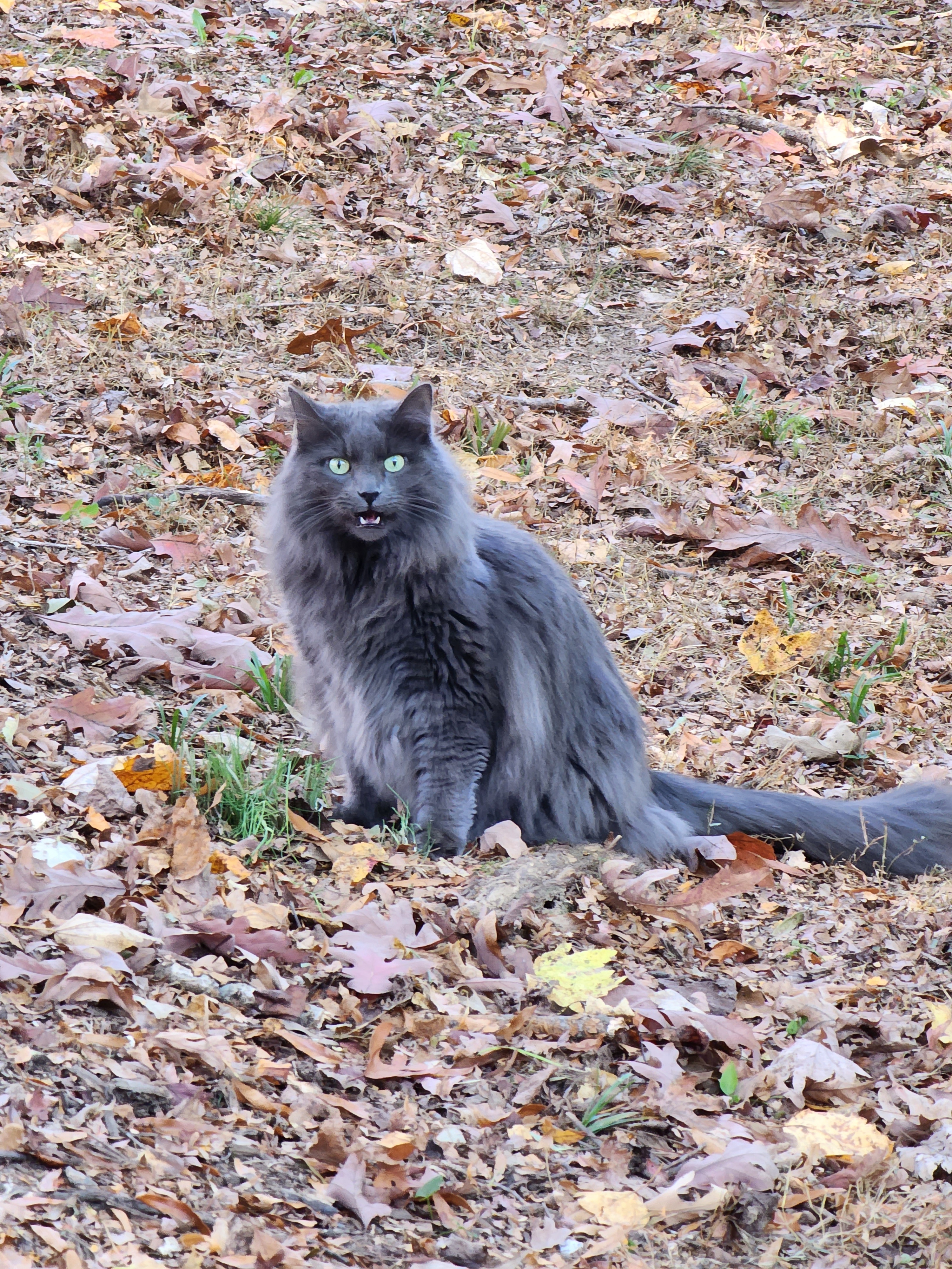 Yzma Adventuring in the Great (Backyard) Outdoors