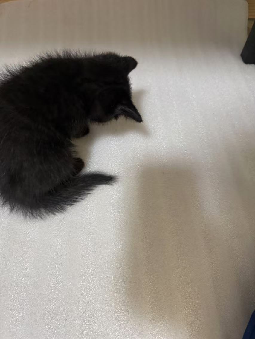Just a Cat Being a Cat