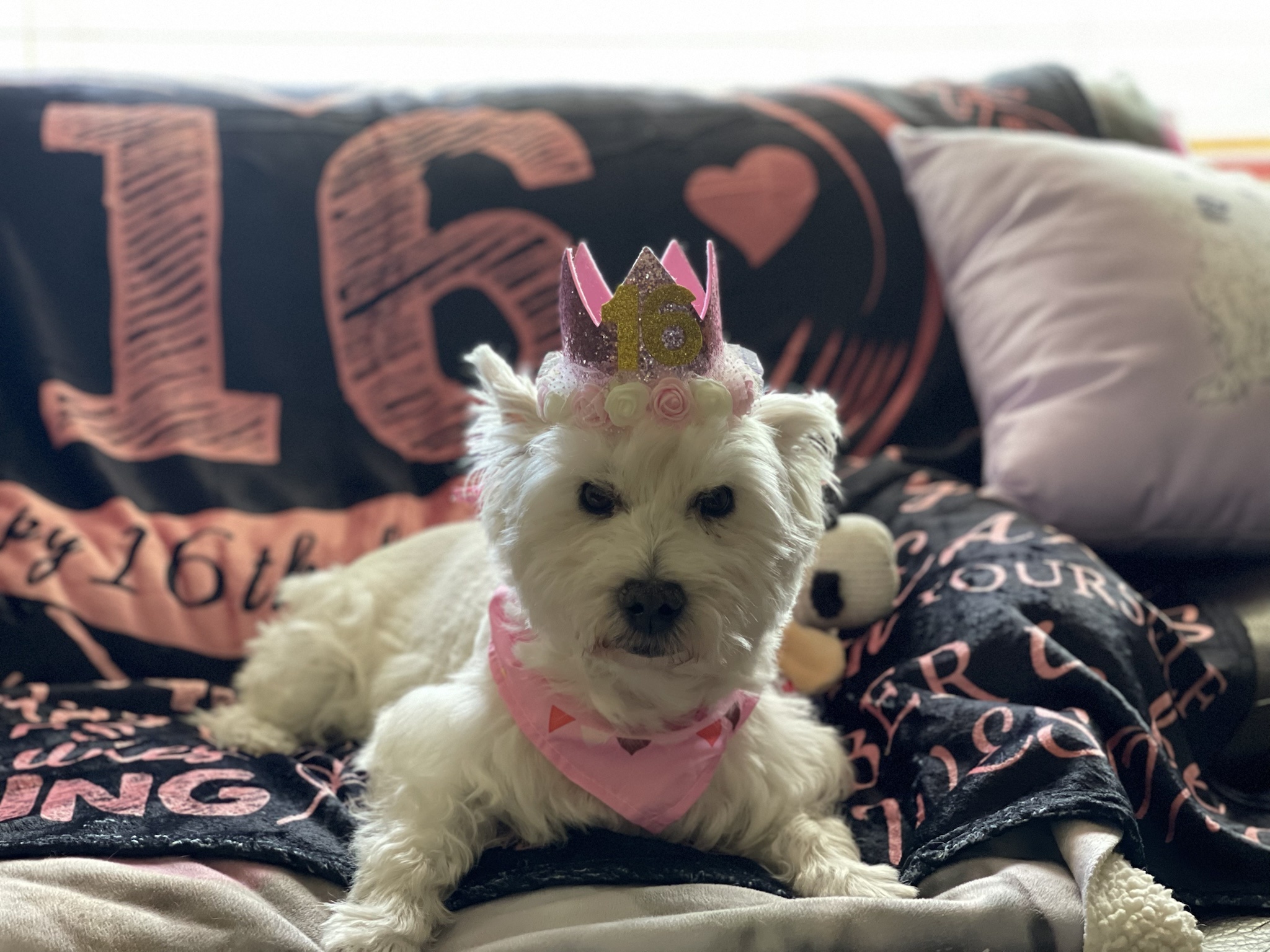 Happy Sweet 16, Imgur! Here's Lil Celebrating Hers!