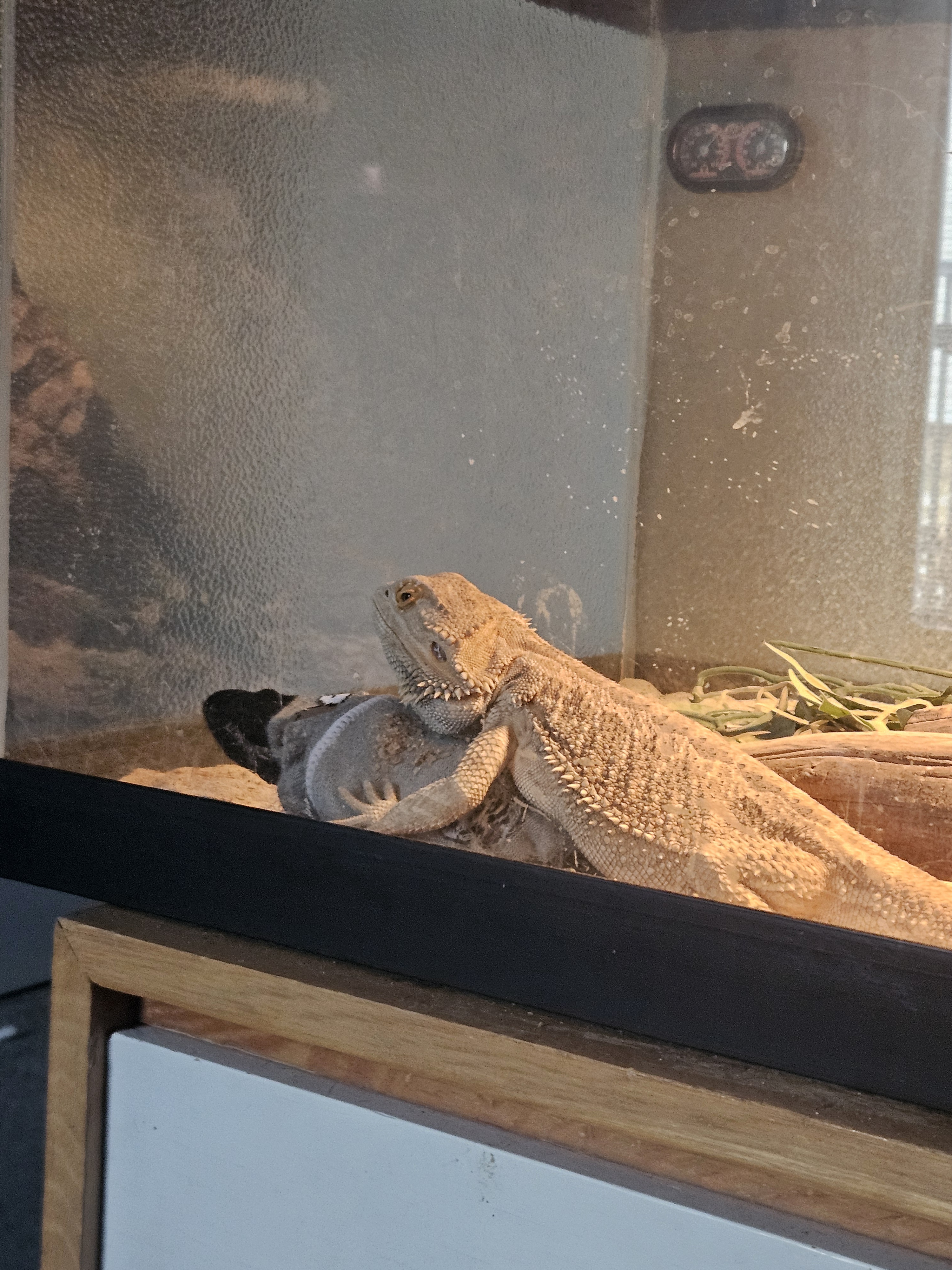 Cuddly Bearded Dragon Snuggling with Socks - Adorable!