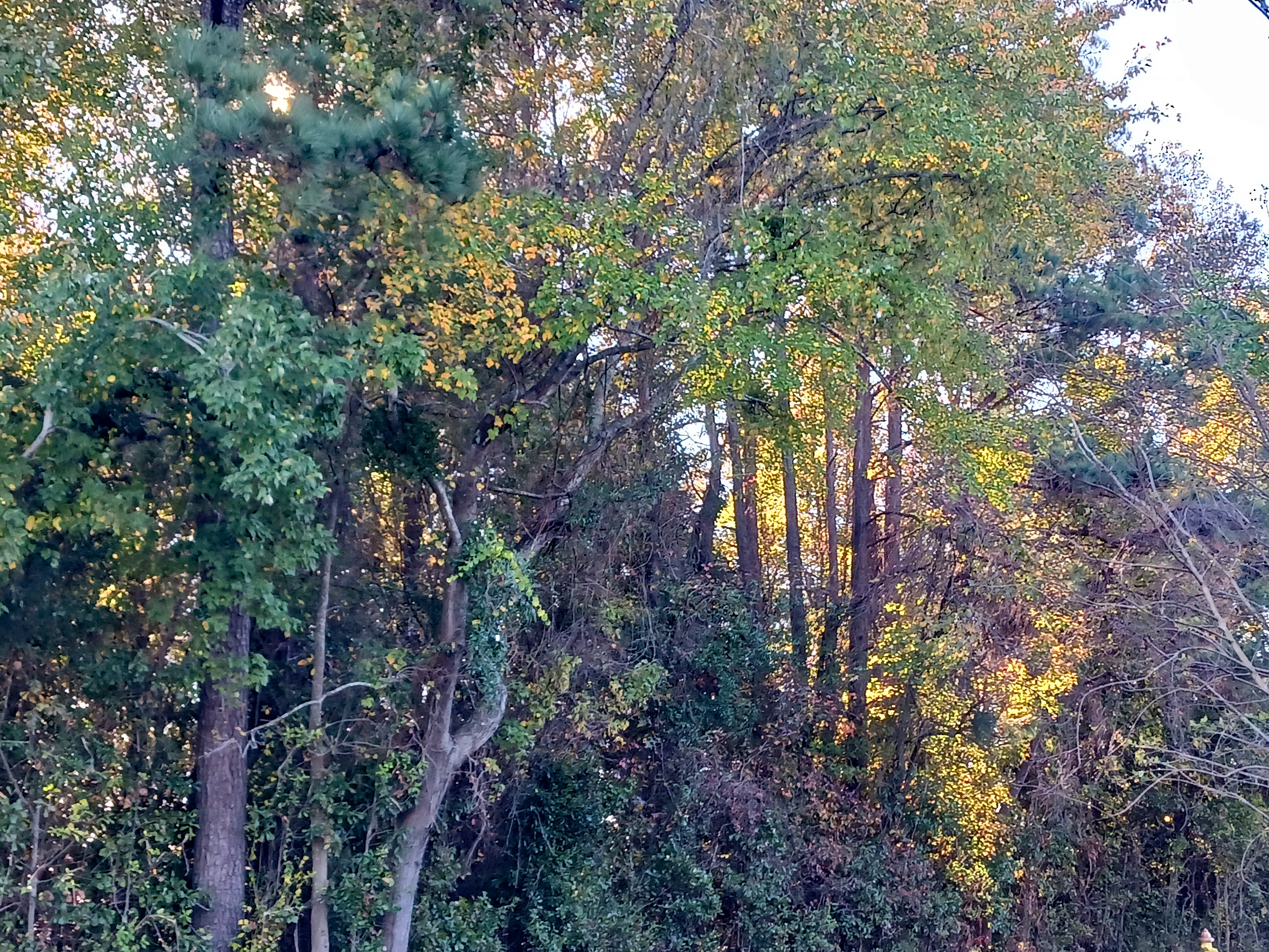 Experience the stunning transformation of a wooded area in autumn.