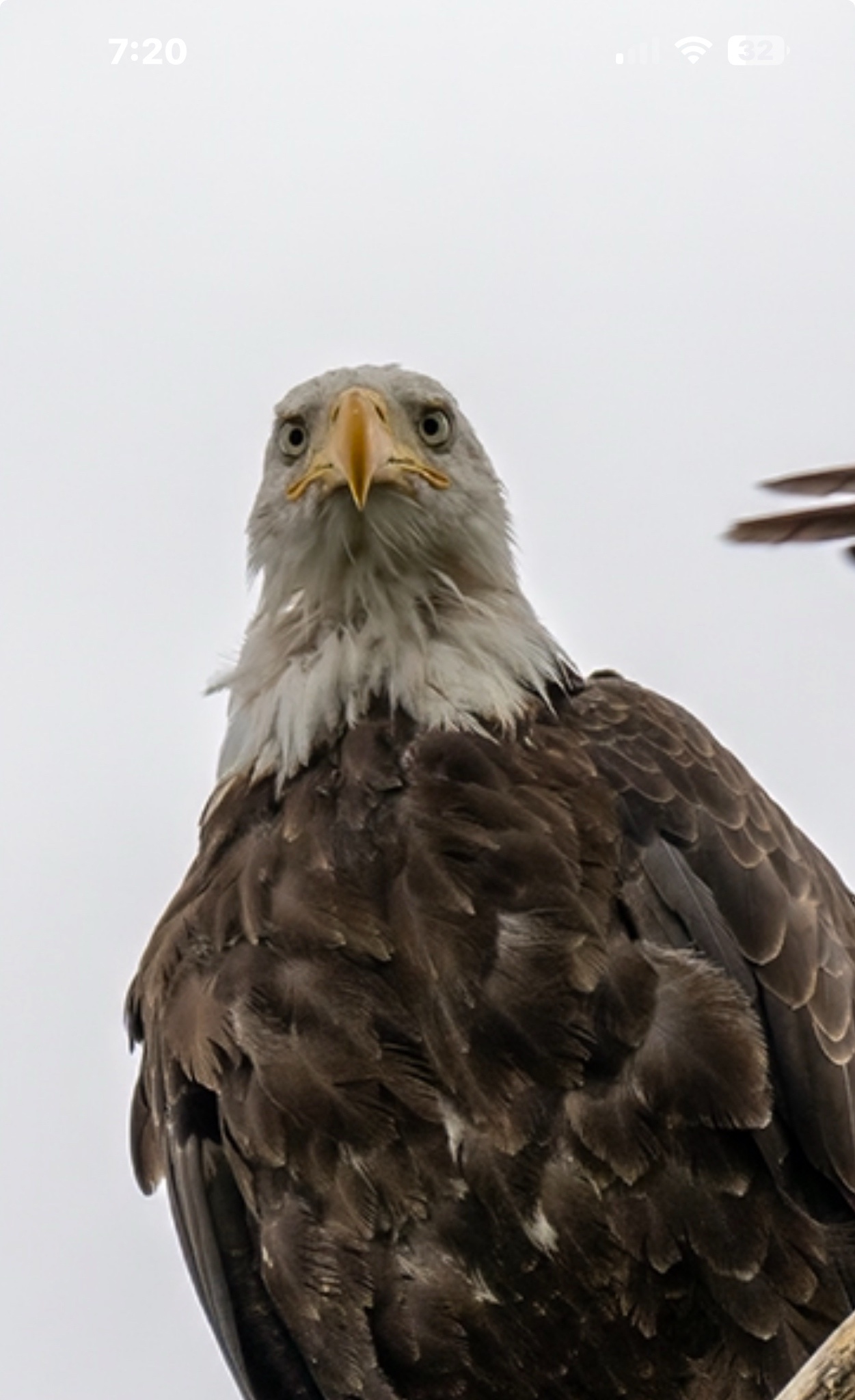 The Displeased Eagle: A Portrait of Unhappiness