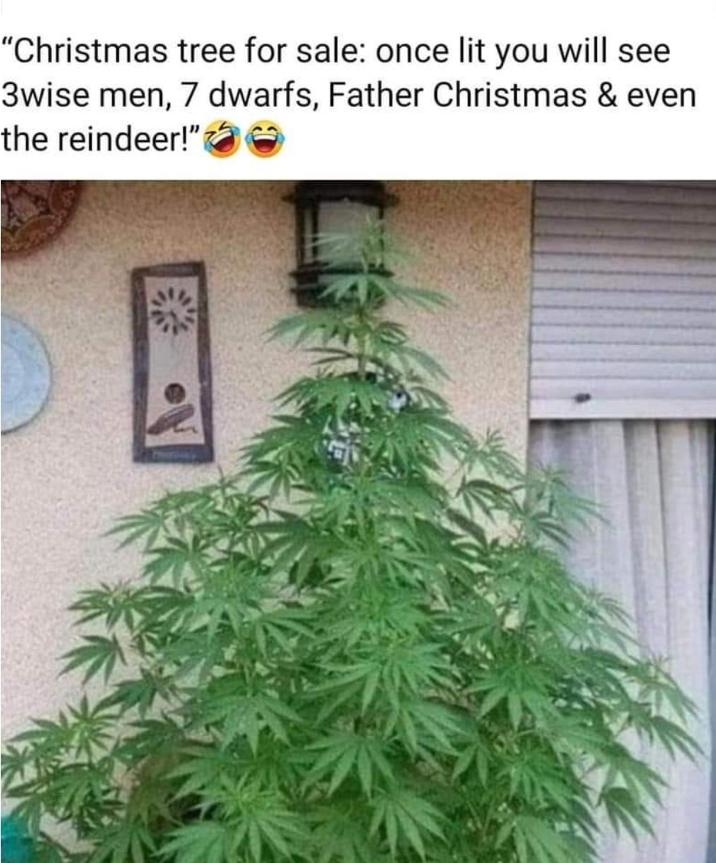 Ode to the Christmas Tree