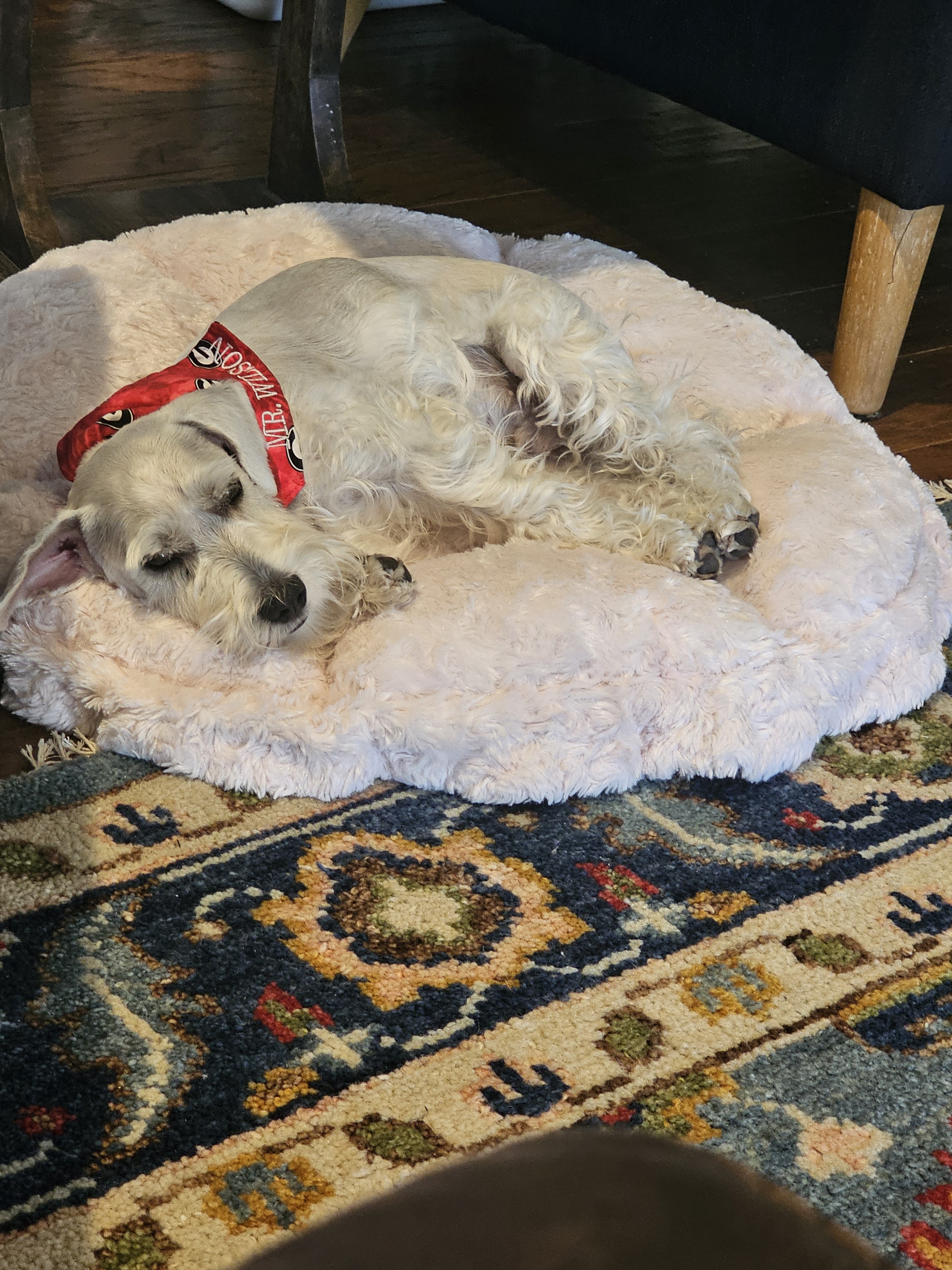 Ever wondered why dogs would make fantastic tree experts?