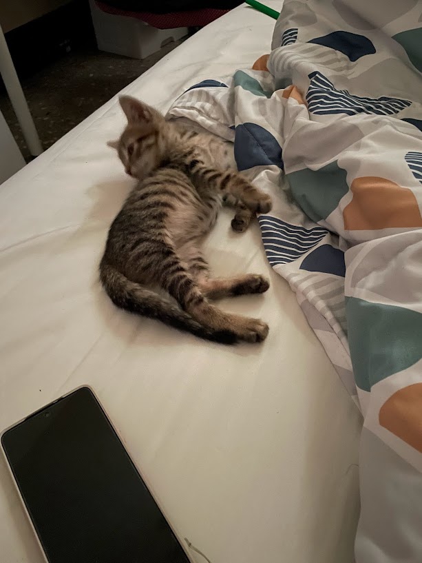 The Cutest Cat Antics You Can't Miss