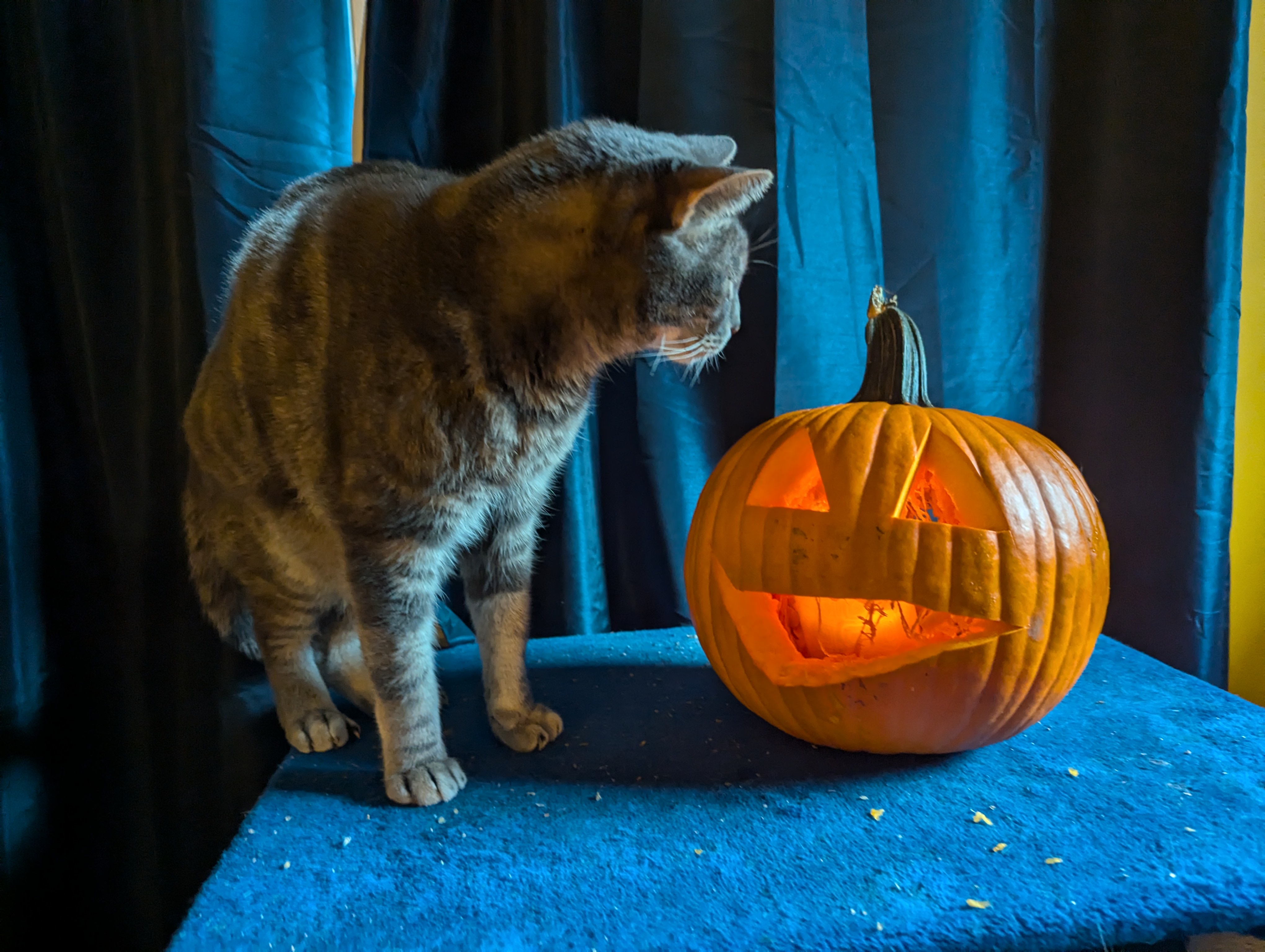 Professor Waffles Wishes You a Happy Halloween Filled with Fun!