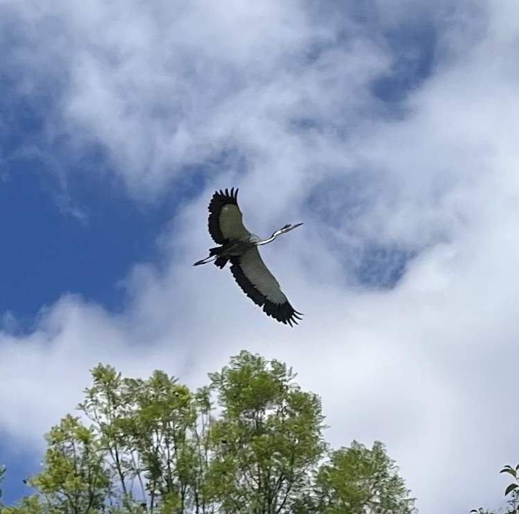 Majestic Black-Headed Heron in Action