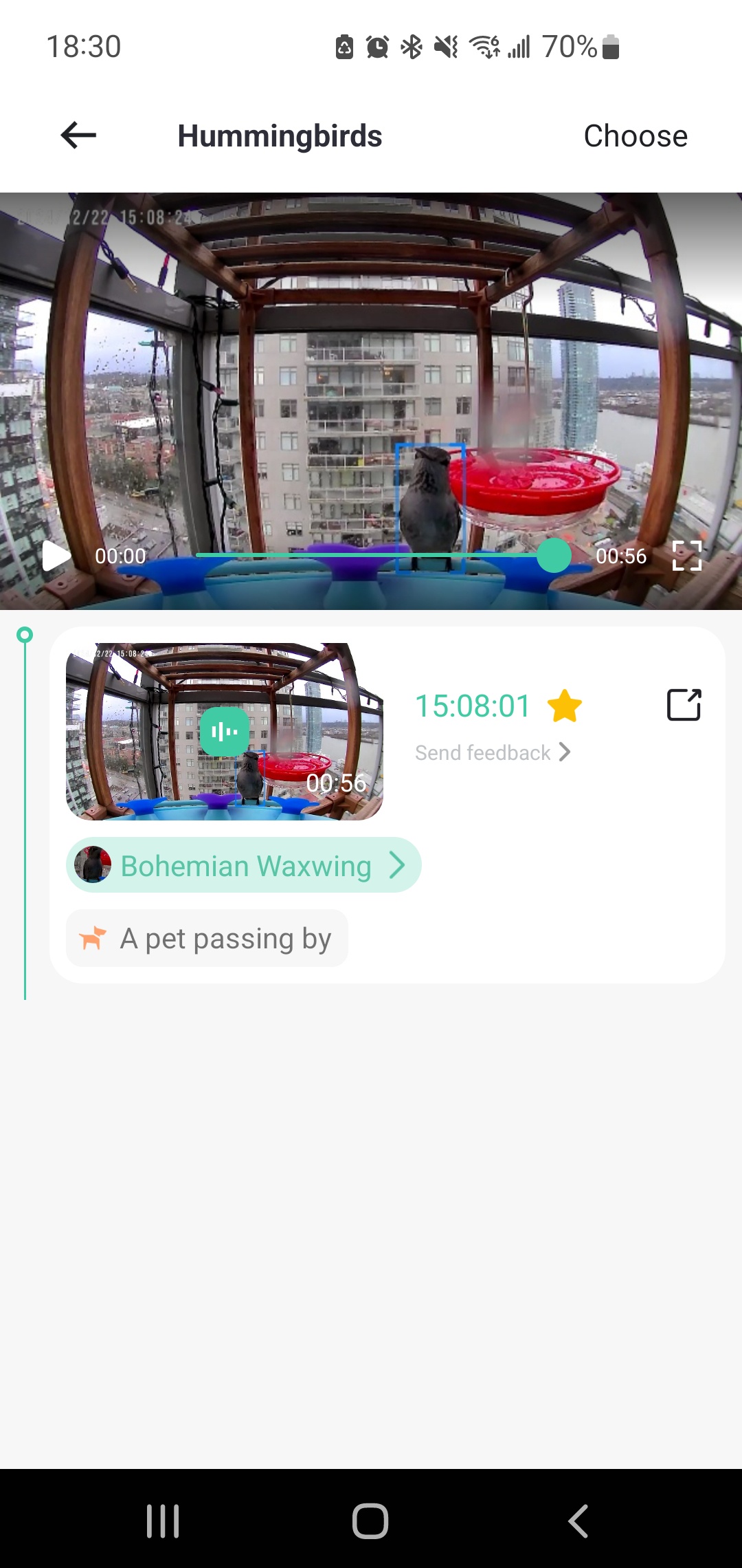 When AI Bird Detection Goes Hilariously Wrong!