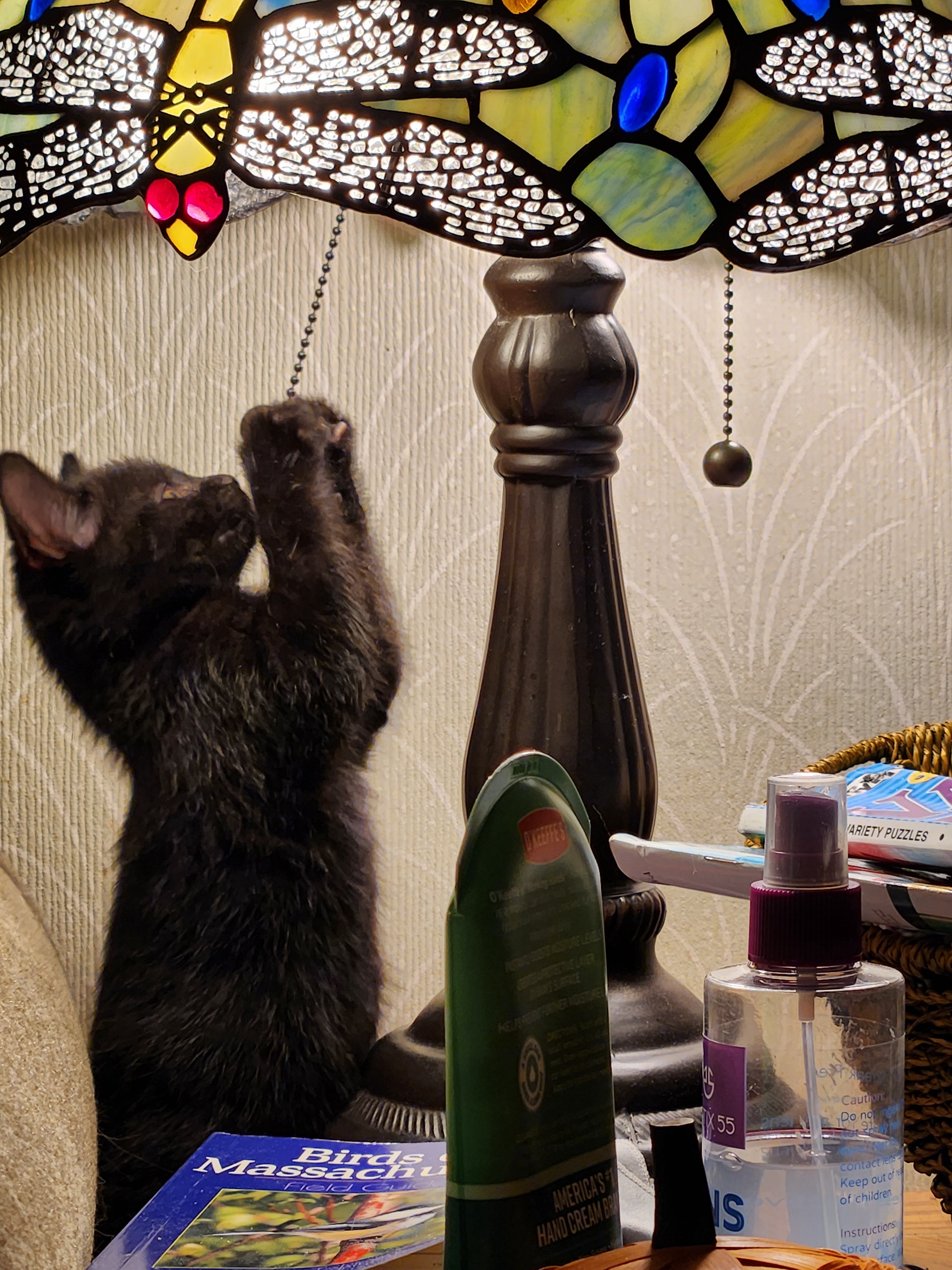 Watch this playful house panther cub having a blast with the lamp!