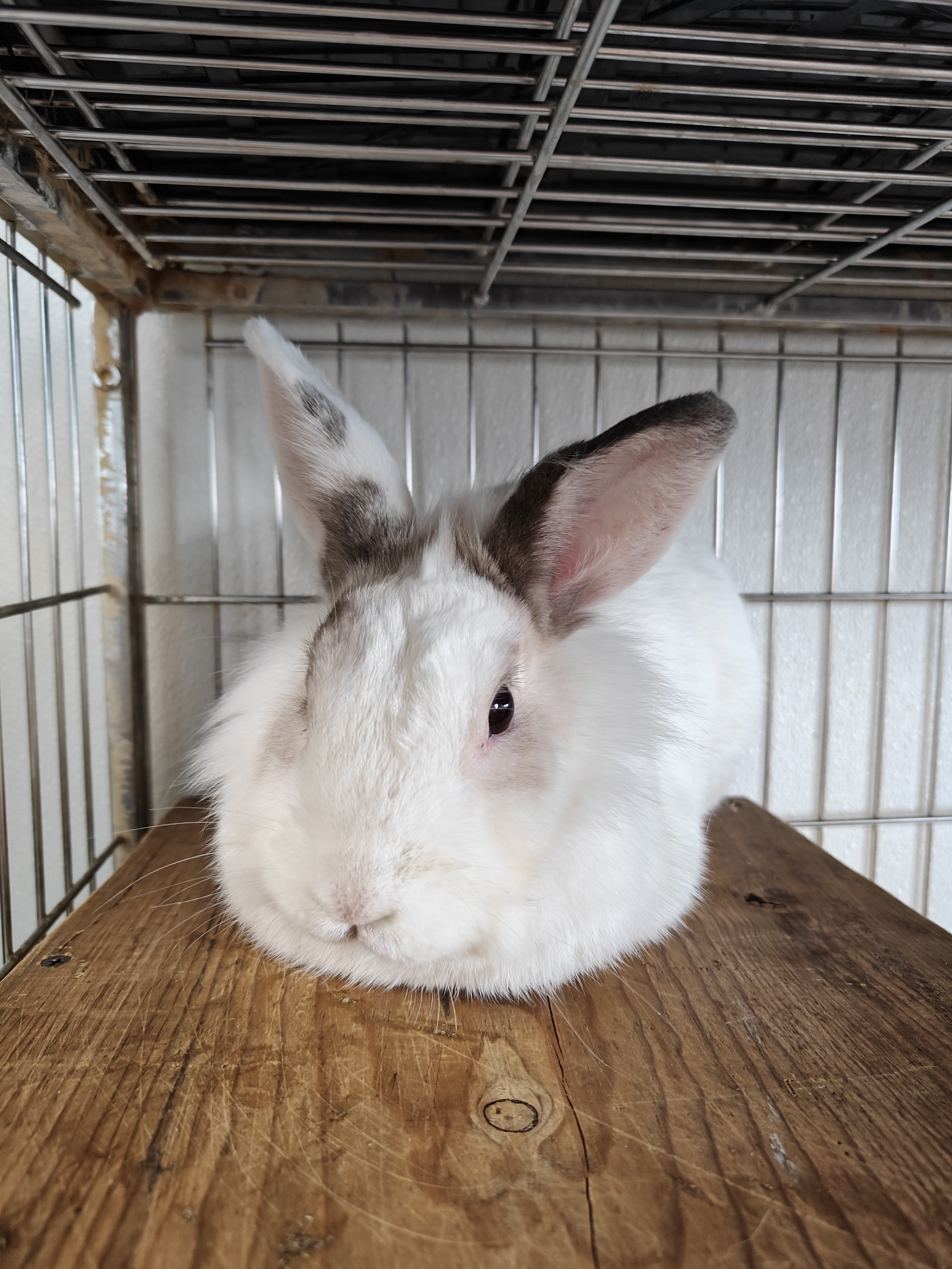 Meet This Week's Adorable Residents at My Local Animal Shelter!