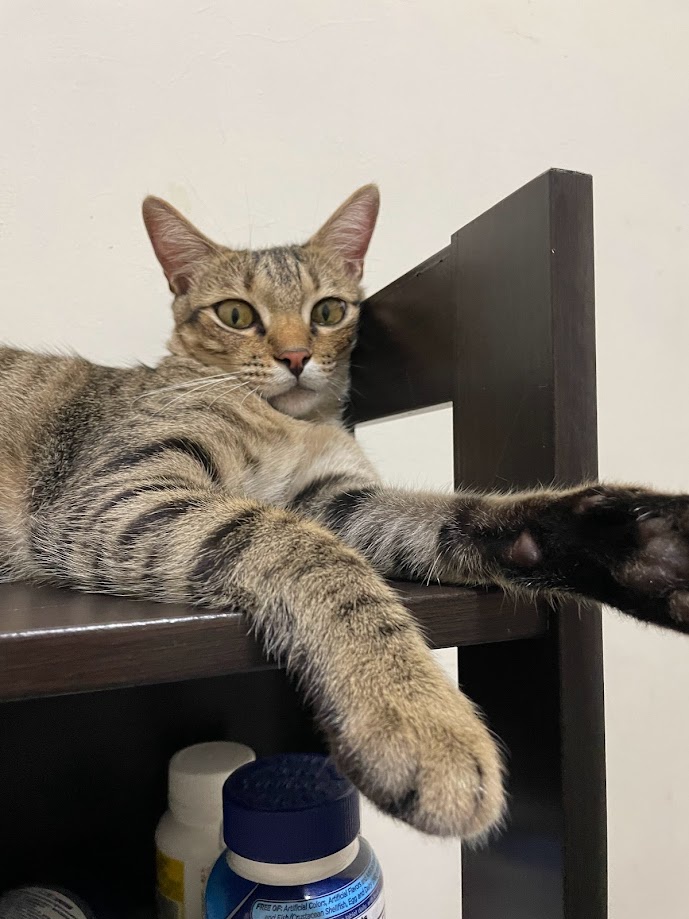 Meet My Feline Friend: The Cat Edition