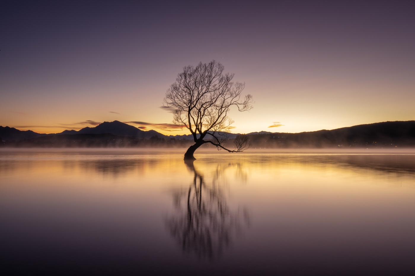 The Solitary Tree Standing Tall