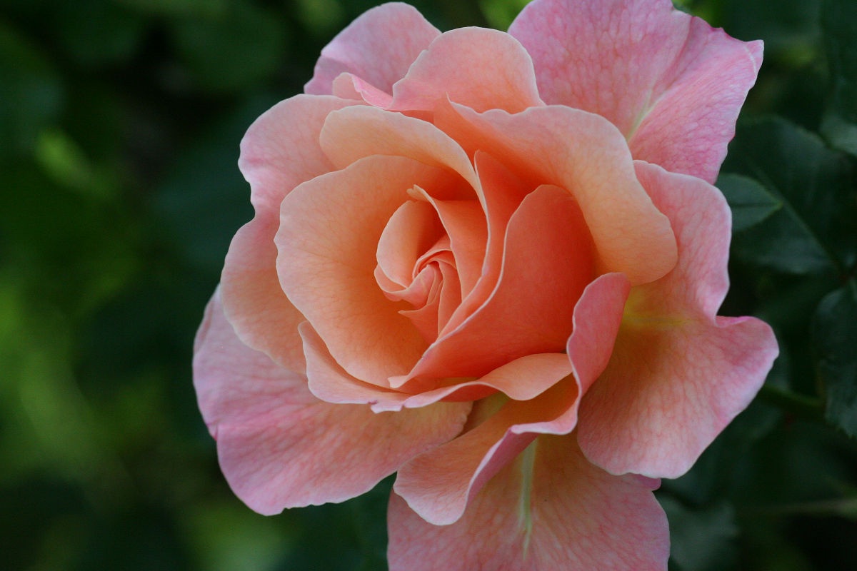 A Glimpse into the Beauty of Keisei Rose Garden - May 2013