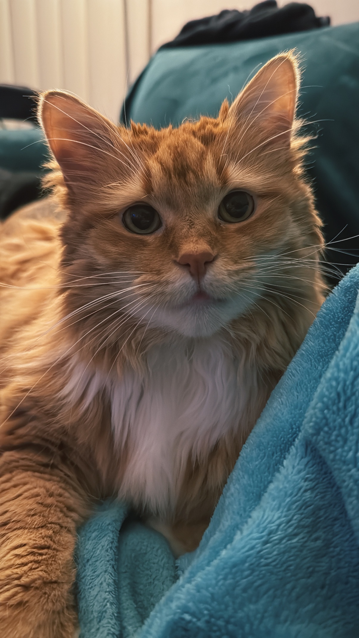 This Cat Deserves All the Love