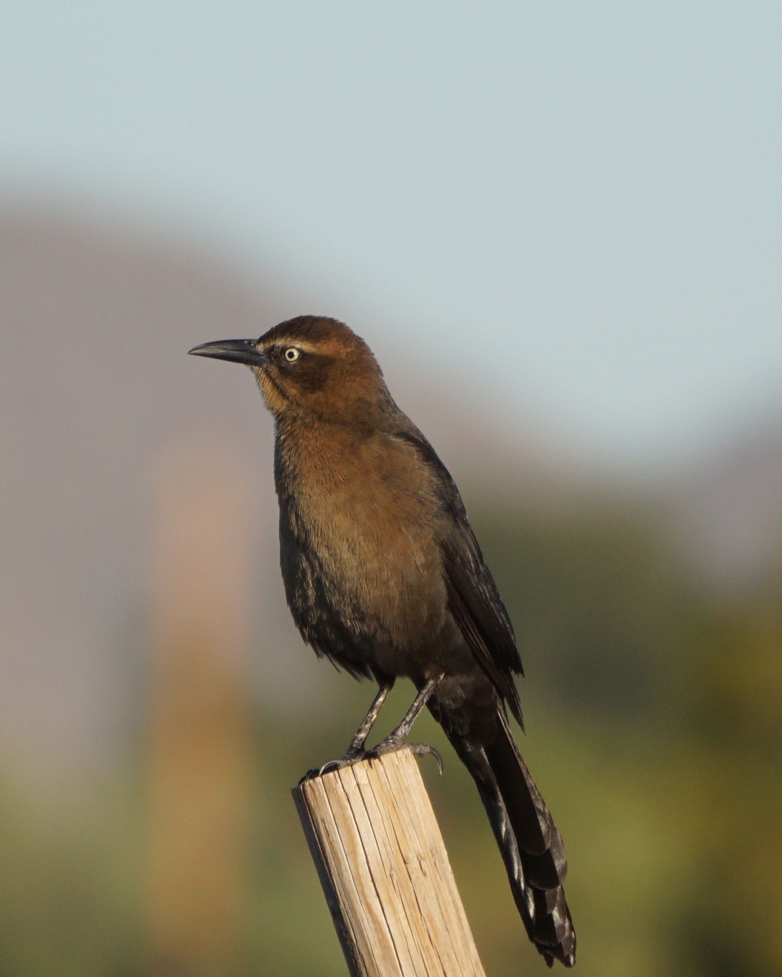 Grackle Spotted at Granada Park: A Birdwatcher's Delight