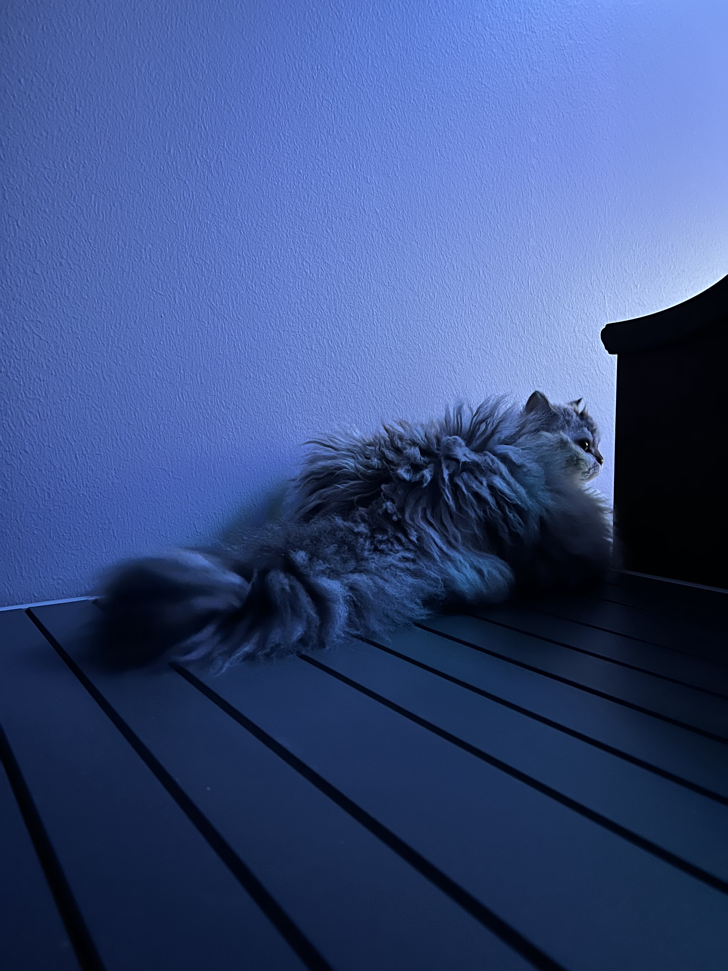 The Enigmatic Super Furry Animal