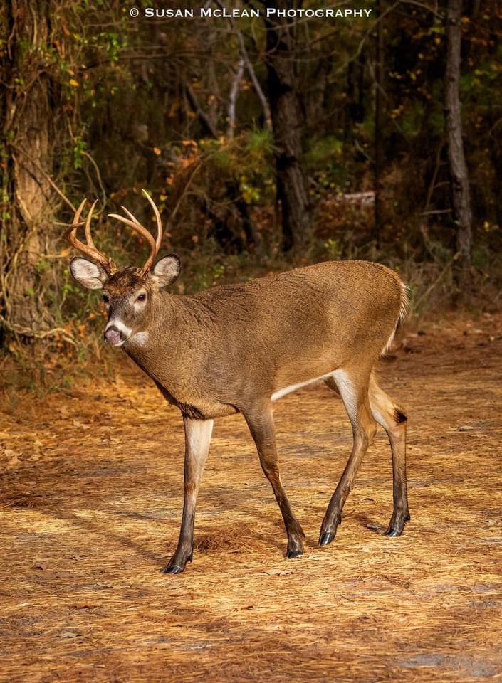 The Mighty Buck
