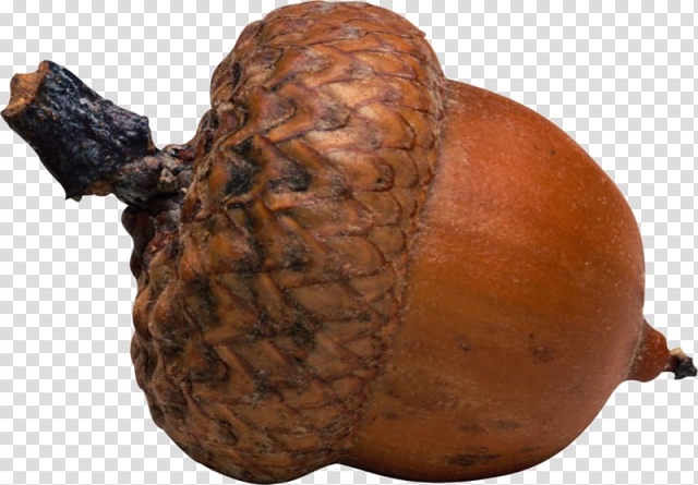 Let the acorns flourish among us!