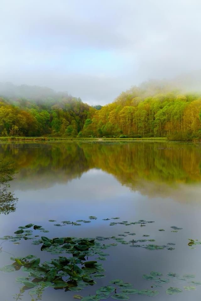 A Mysterious Foggy Morning Scene