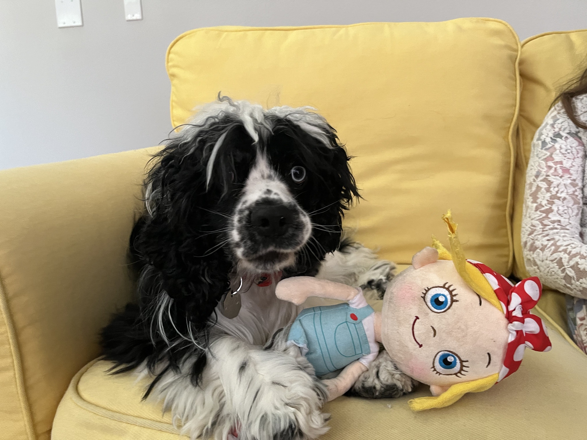 Can You Guess What Breed My Dog Is?