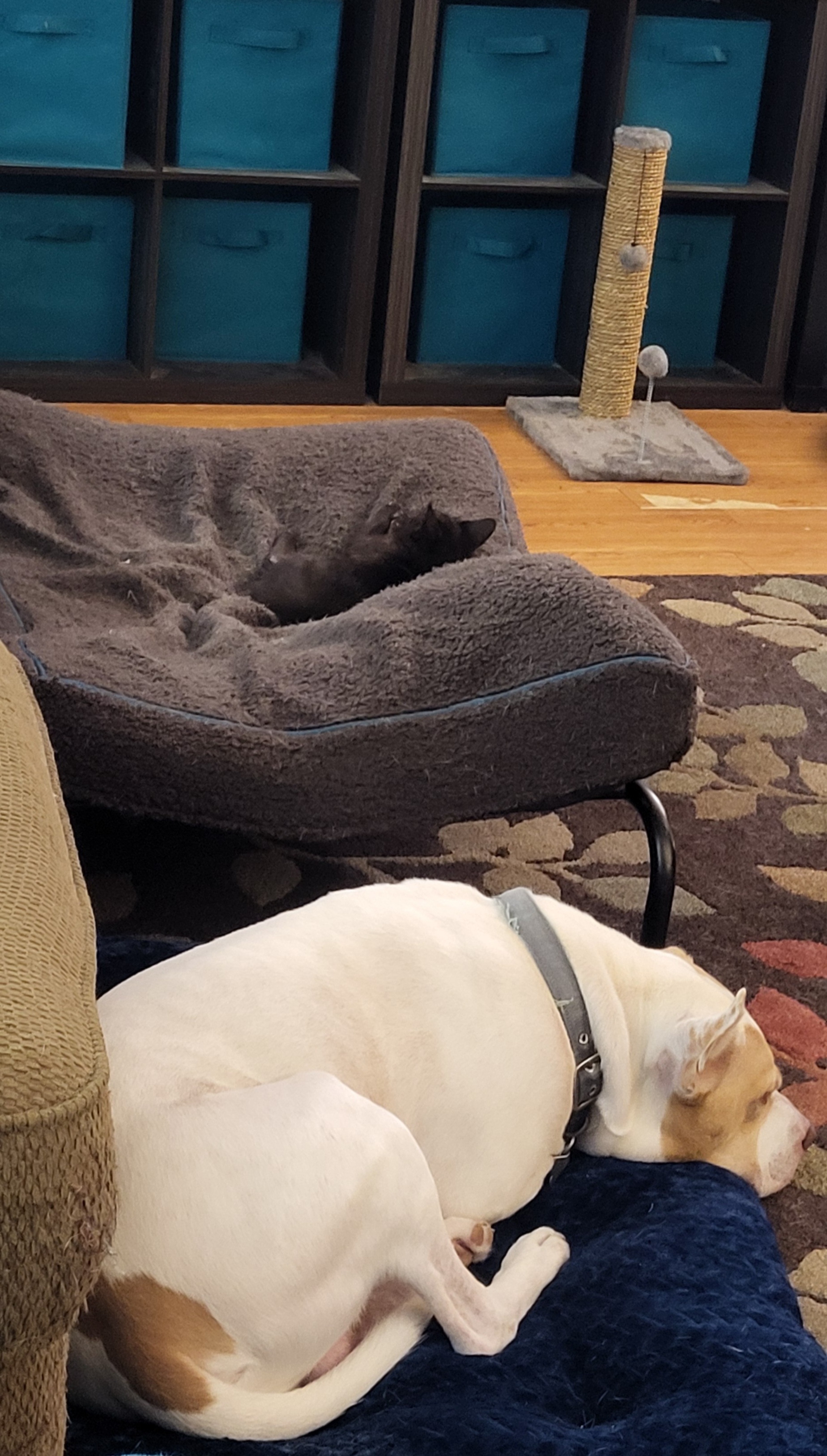 When your pitbull's bed becomes the new throne for a mischievous kitten.