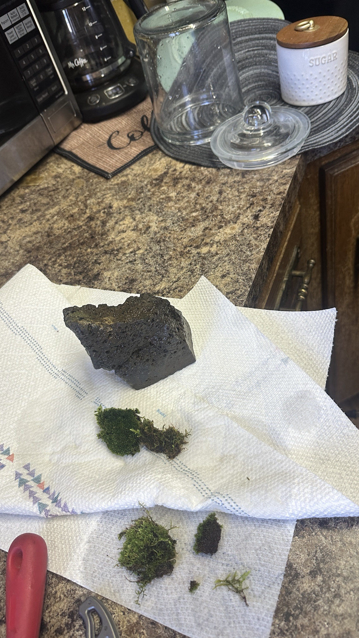 Attempting a Water Terrarium with Moss: Will It Thrive? Let's Find Out!
