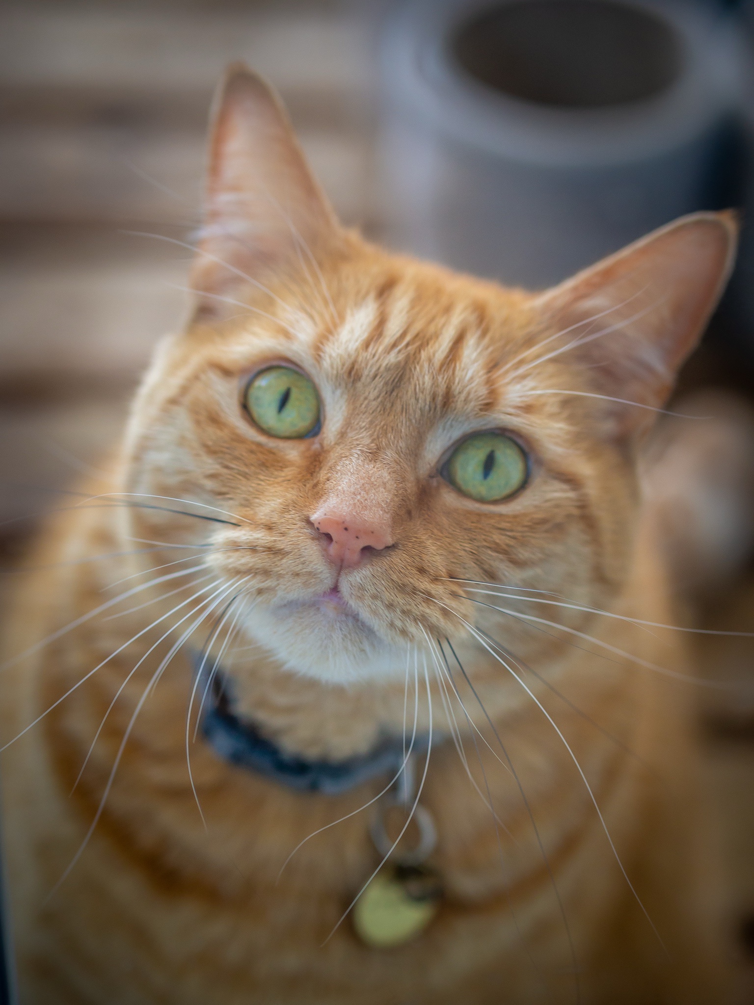 Farewell, Mozey: Your Unconditional Love Will Be Forever Missed