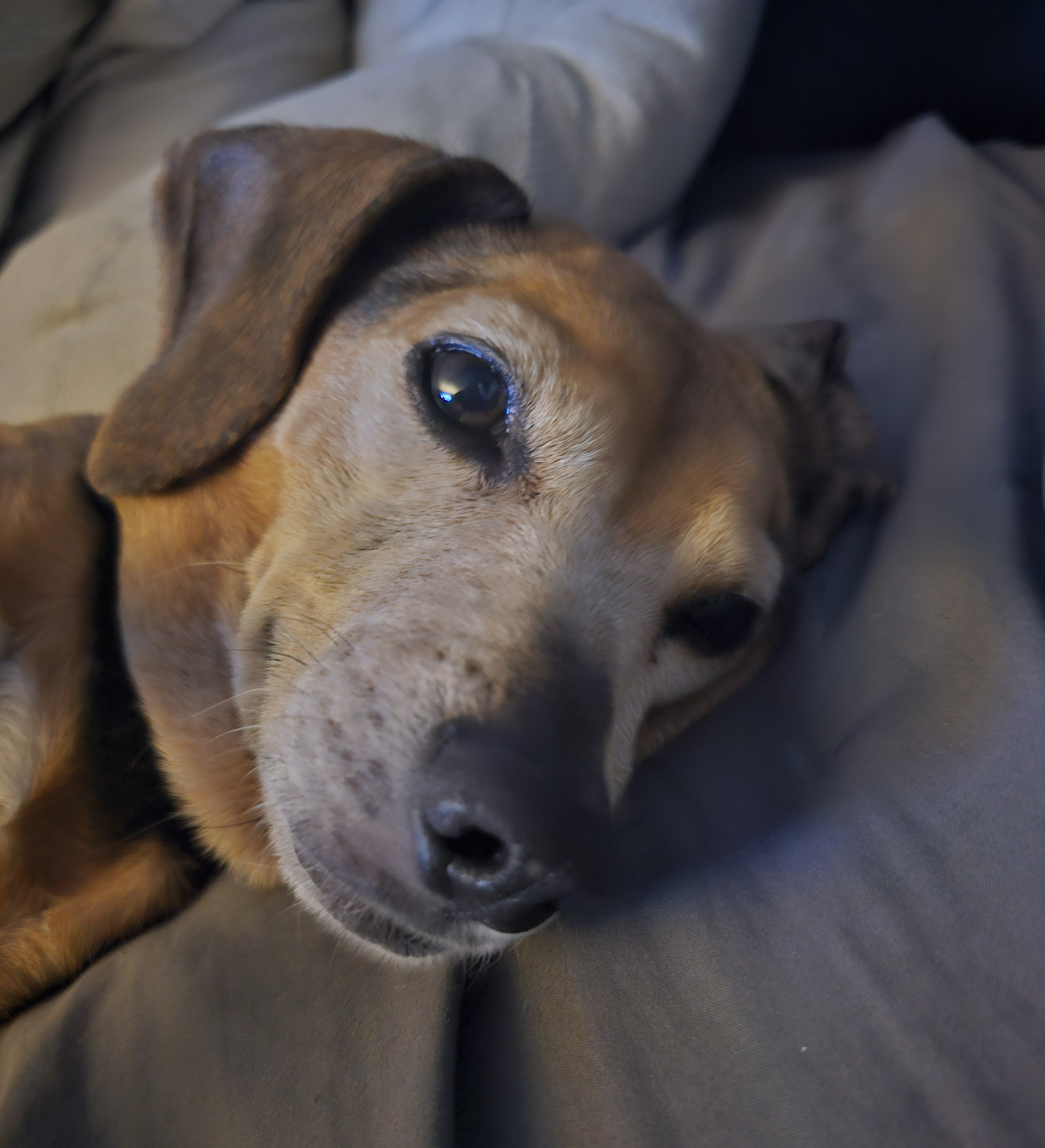 Pepper's Morning Routine: Waking Up to a New Day