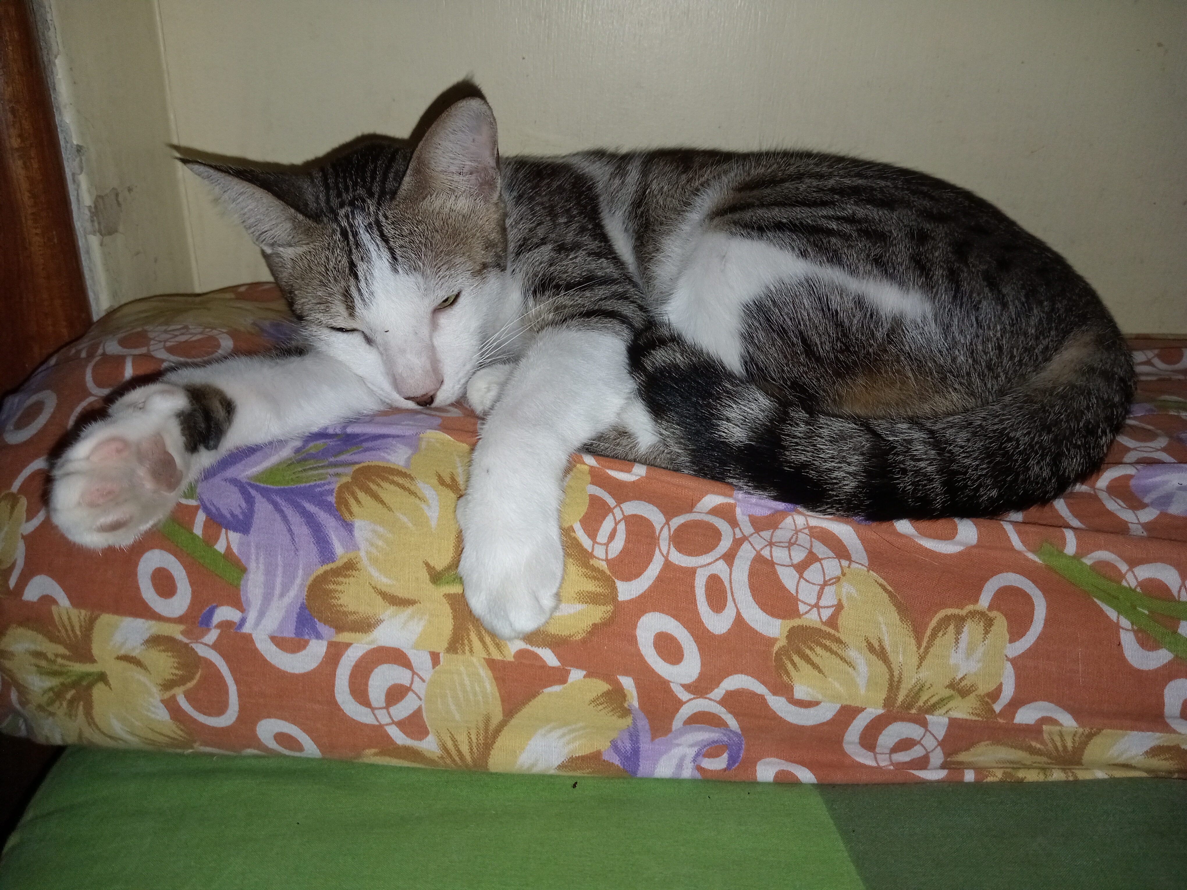 My Adorable Daisy: A Heartwarming Tribute